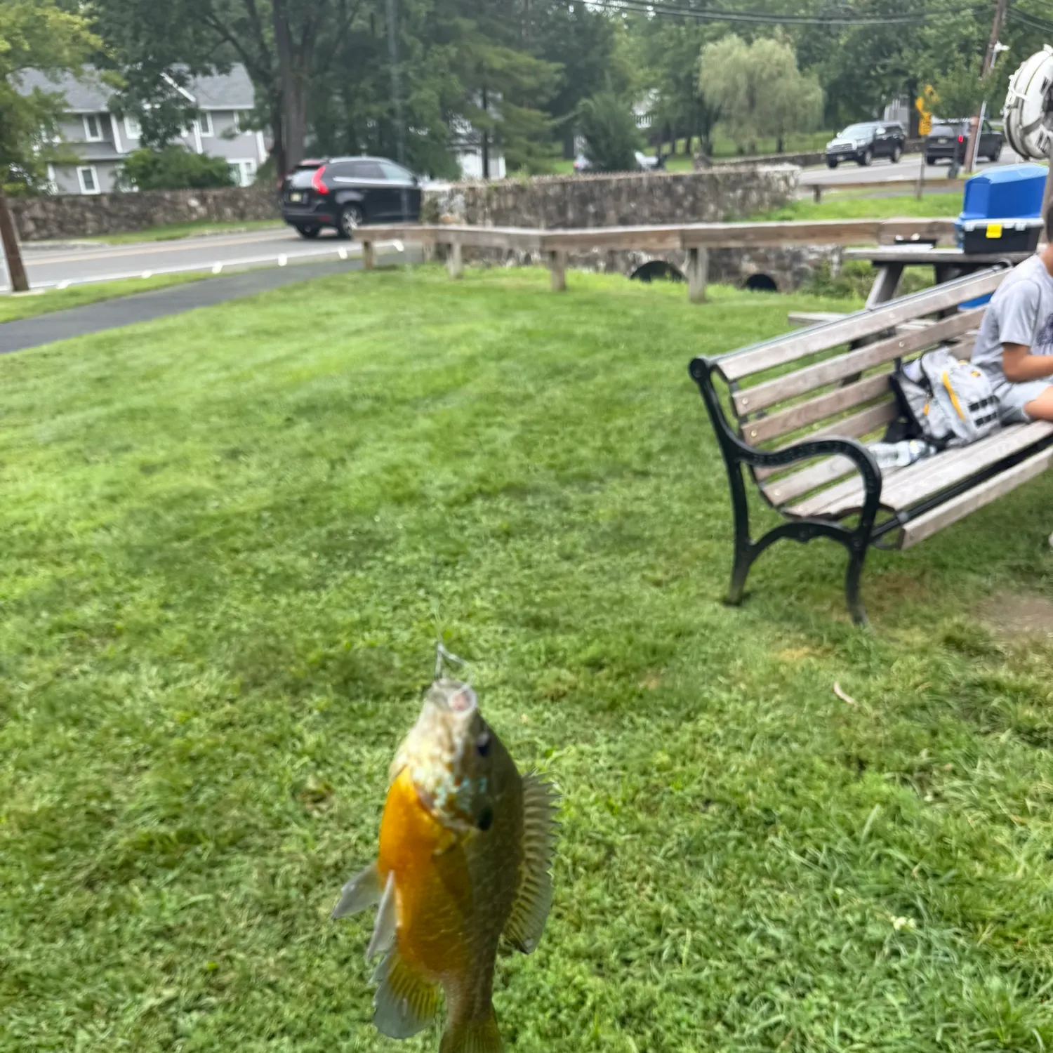 Pumpkinseed caught on Fishbrain