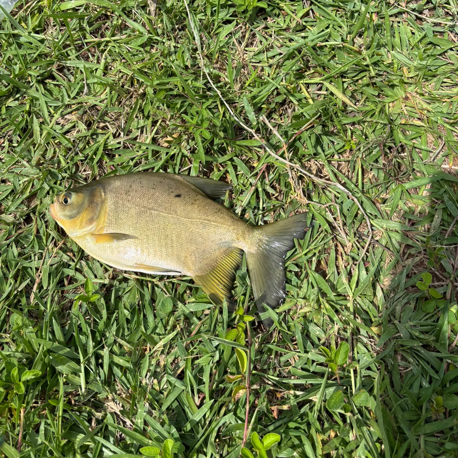 The most recent Small-scaled pacu catches on Fishbrain