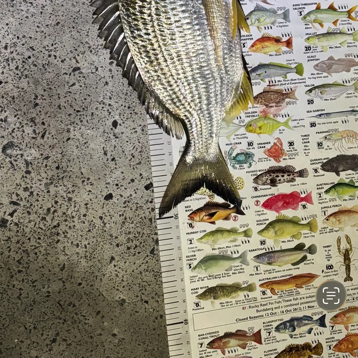 recently logged catches