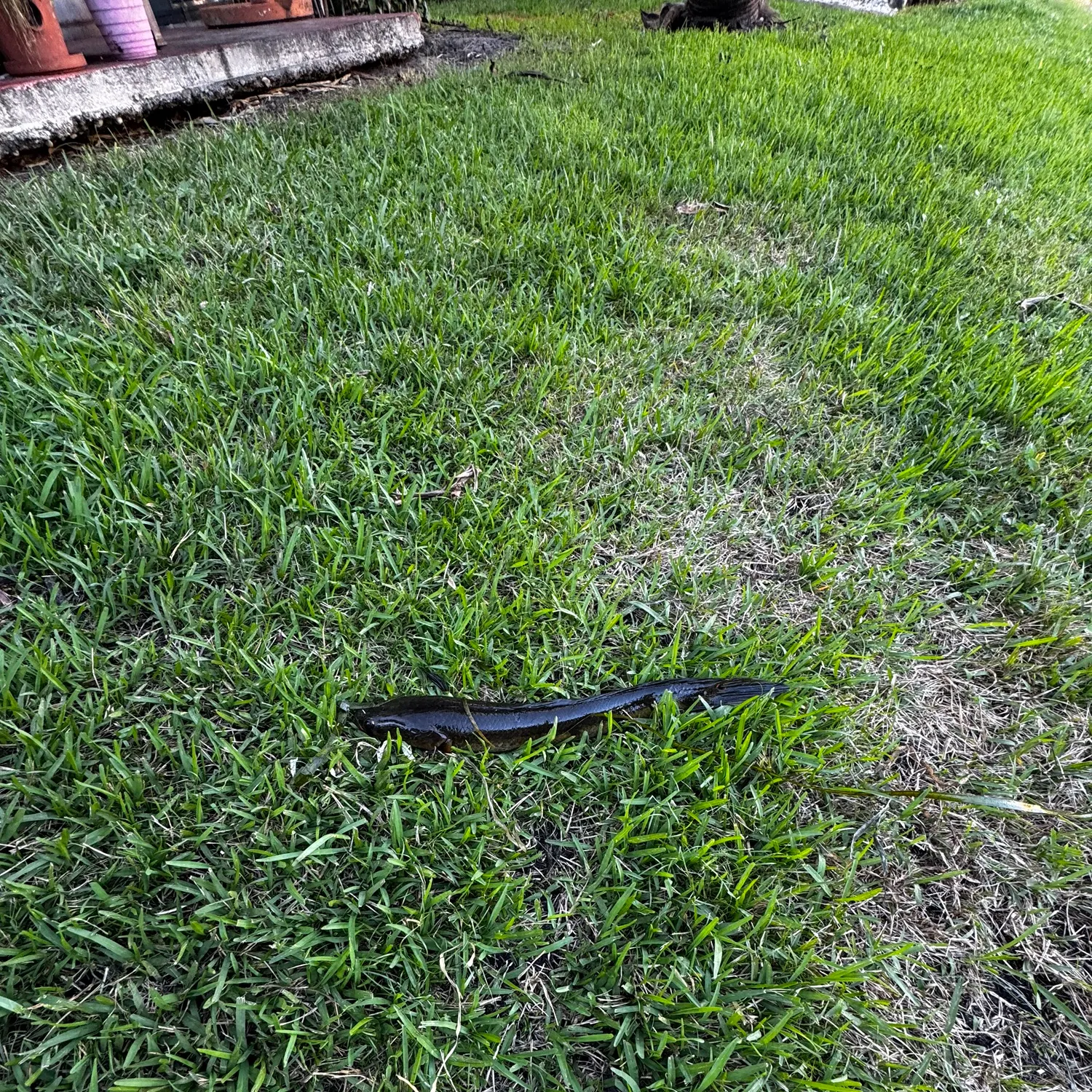 The most recent Bullseye snakehead catches on Fishbrain