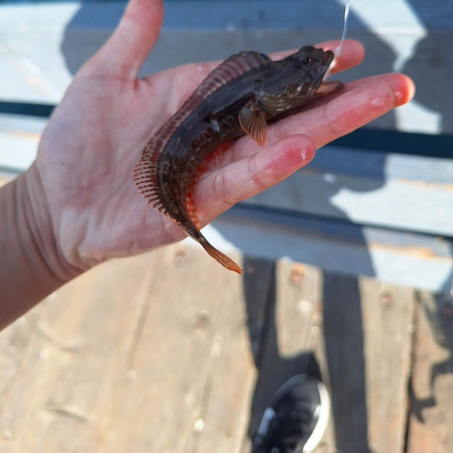 The most recent Onespot fringehead catches on Fishbrain