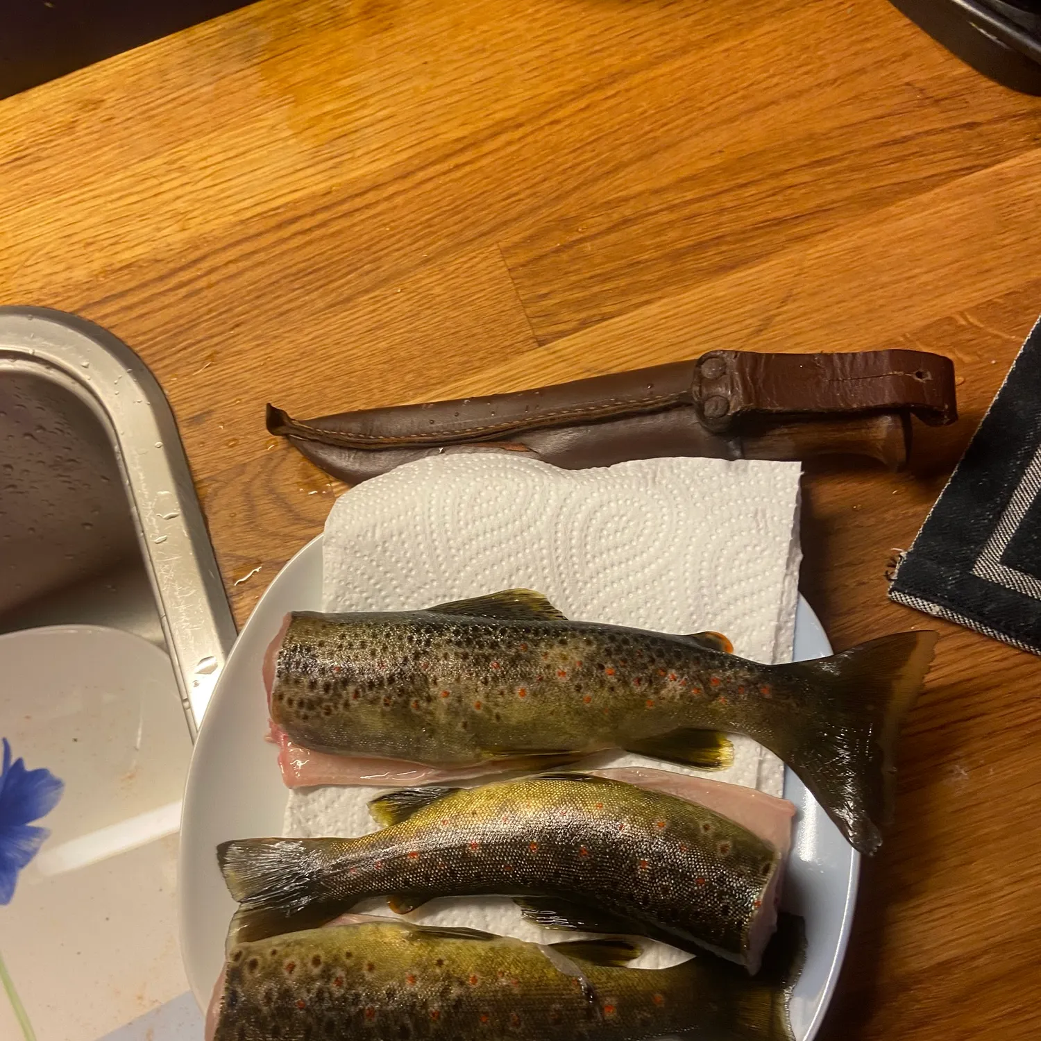 Brown trout caught on Fishbrain