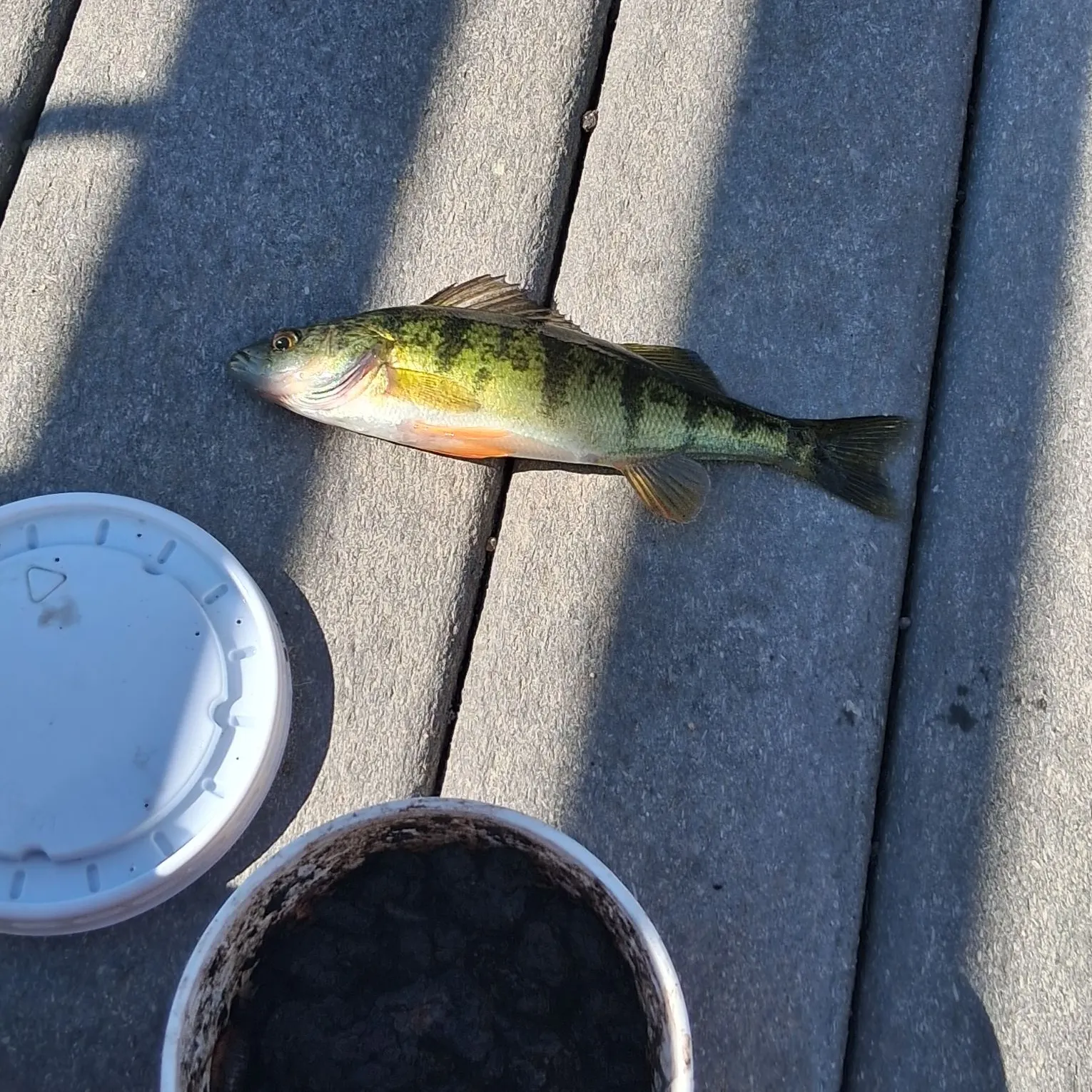 European perch caught on Fishbrain