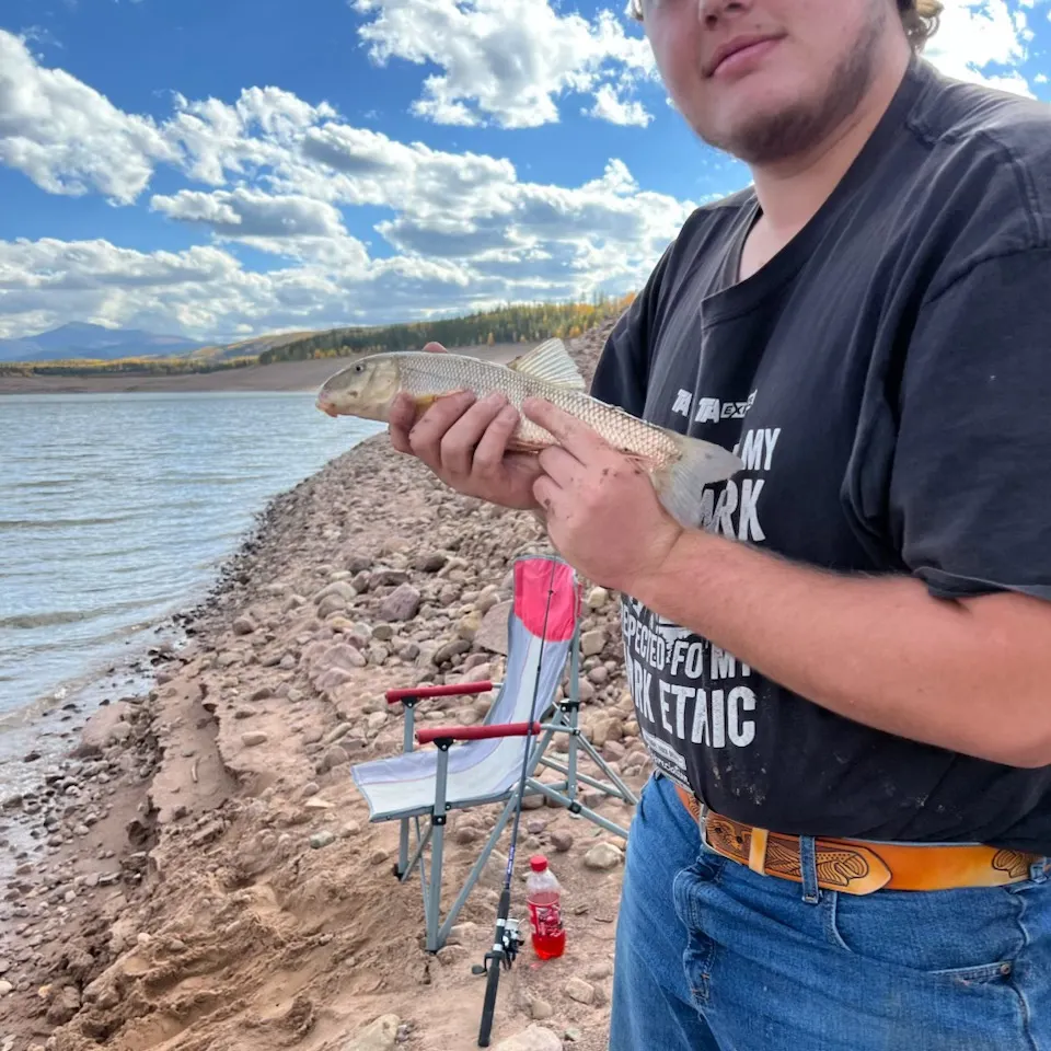 White sucker caught on Fishbrain