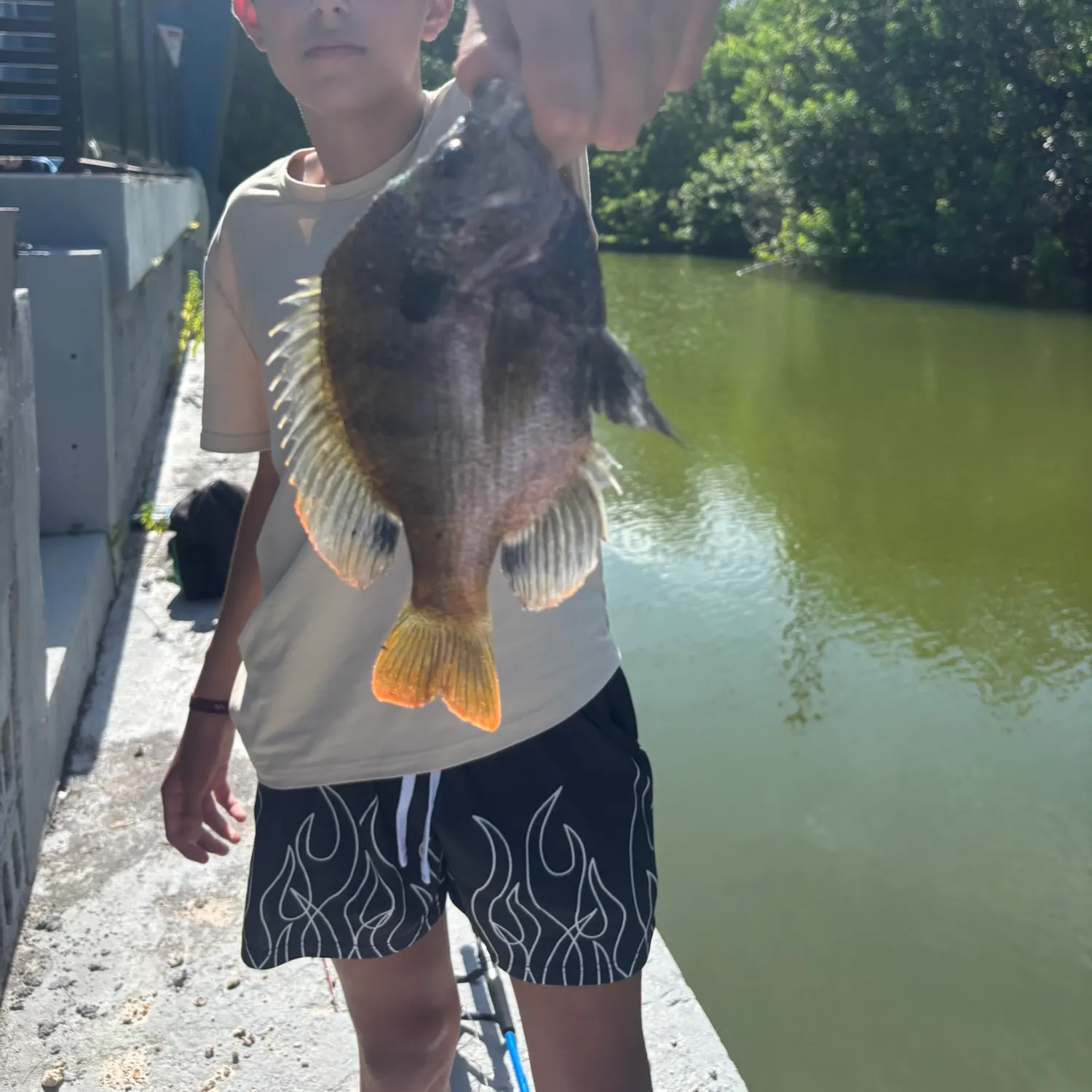 The most recent Bluegill catches on Fishbrain