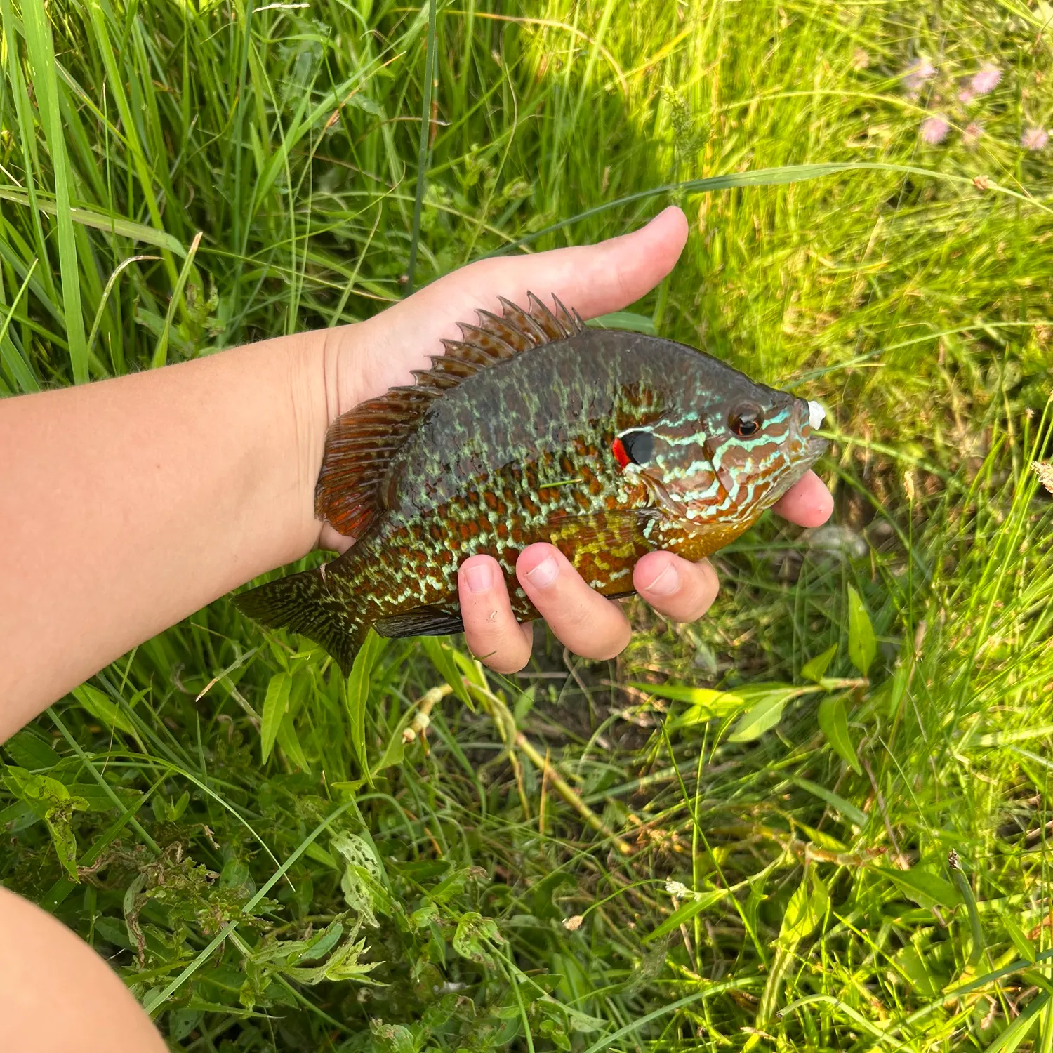 The most recent Northern sunfish catches on Fishbrain