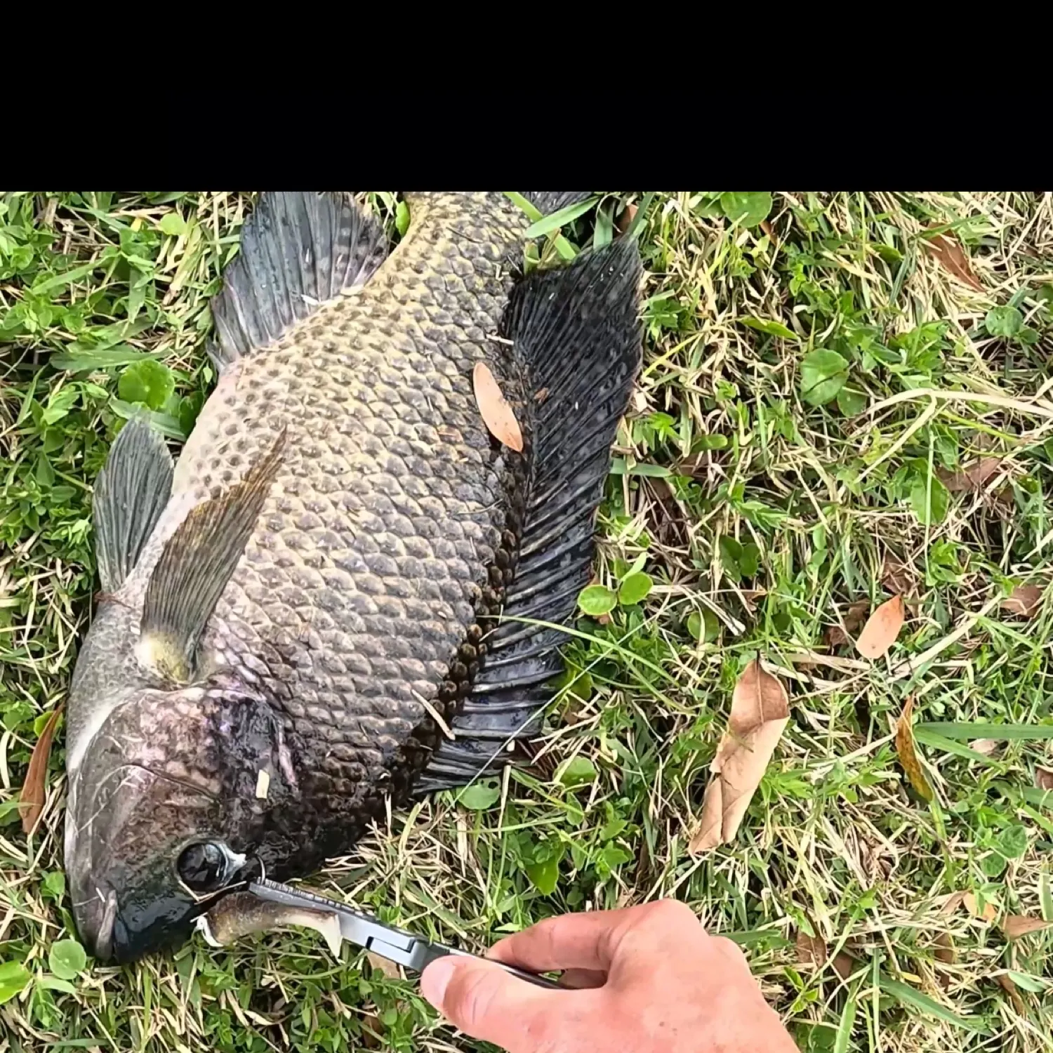 Nile tilapia caught on Fishbrain