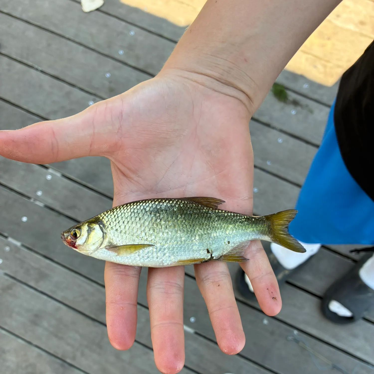 The most recent Golden shiner catches on Fishbrain