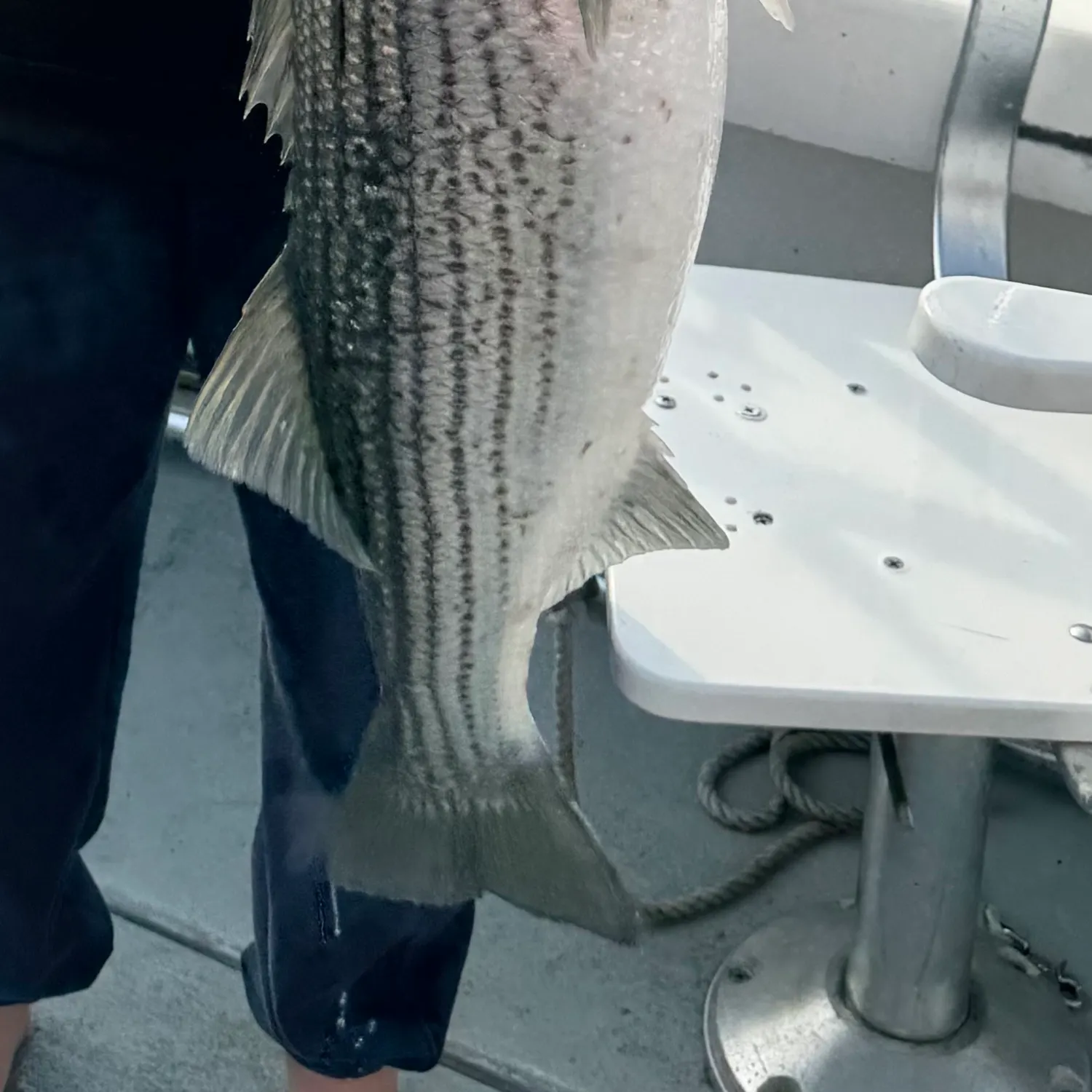 Striped bass caught on Fishbrain