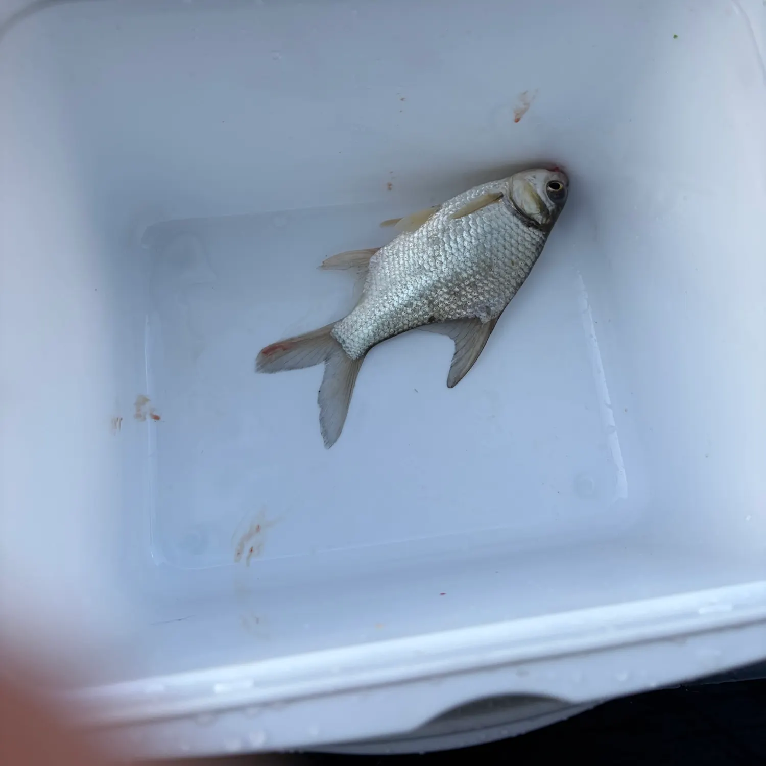 Java barb caught on Fishbrain