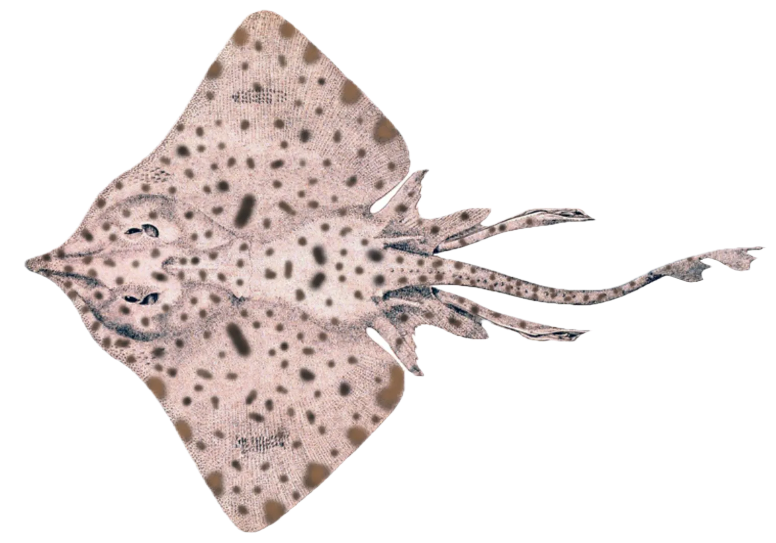 Barndoor skate