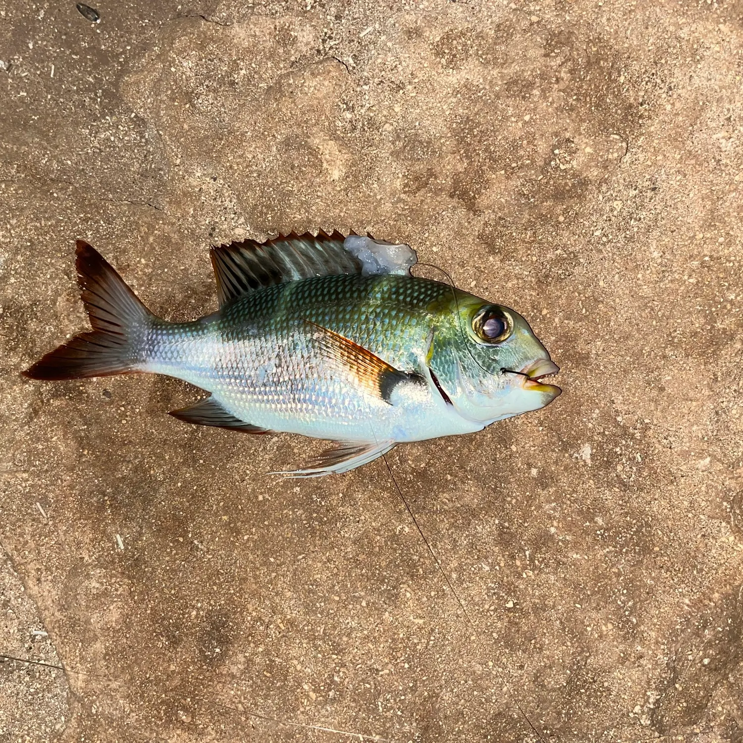 The most recent Grey large-eye bream catches on Fishbrain