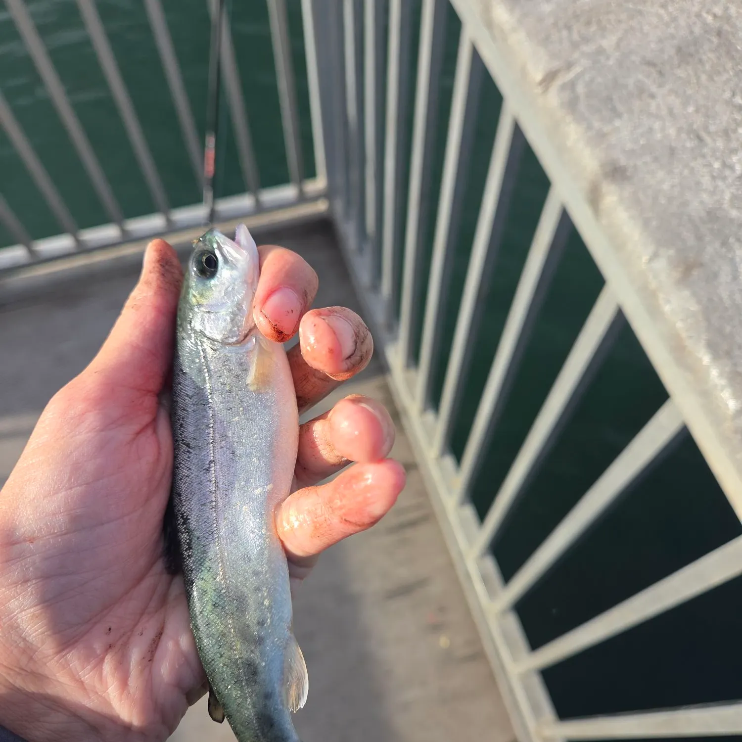 Rainbow trout caught on Fishbrain