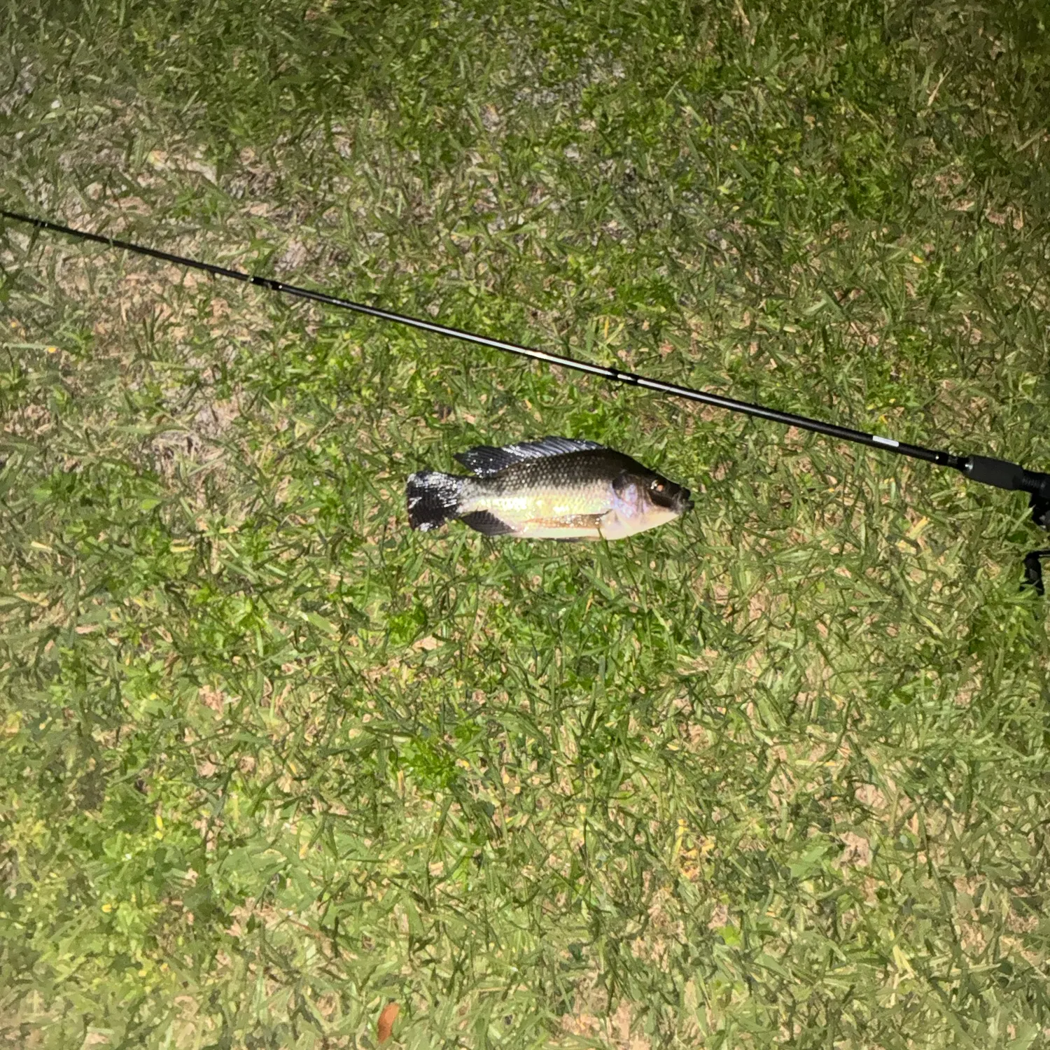Blue tilapia caught on Fishbrain