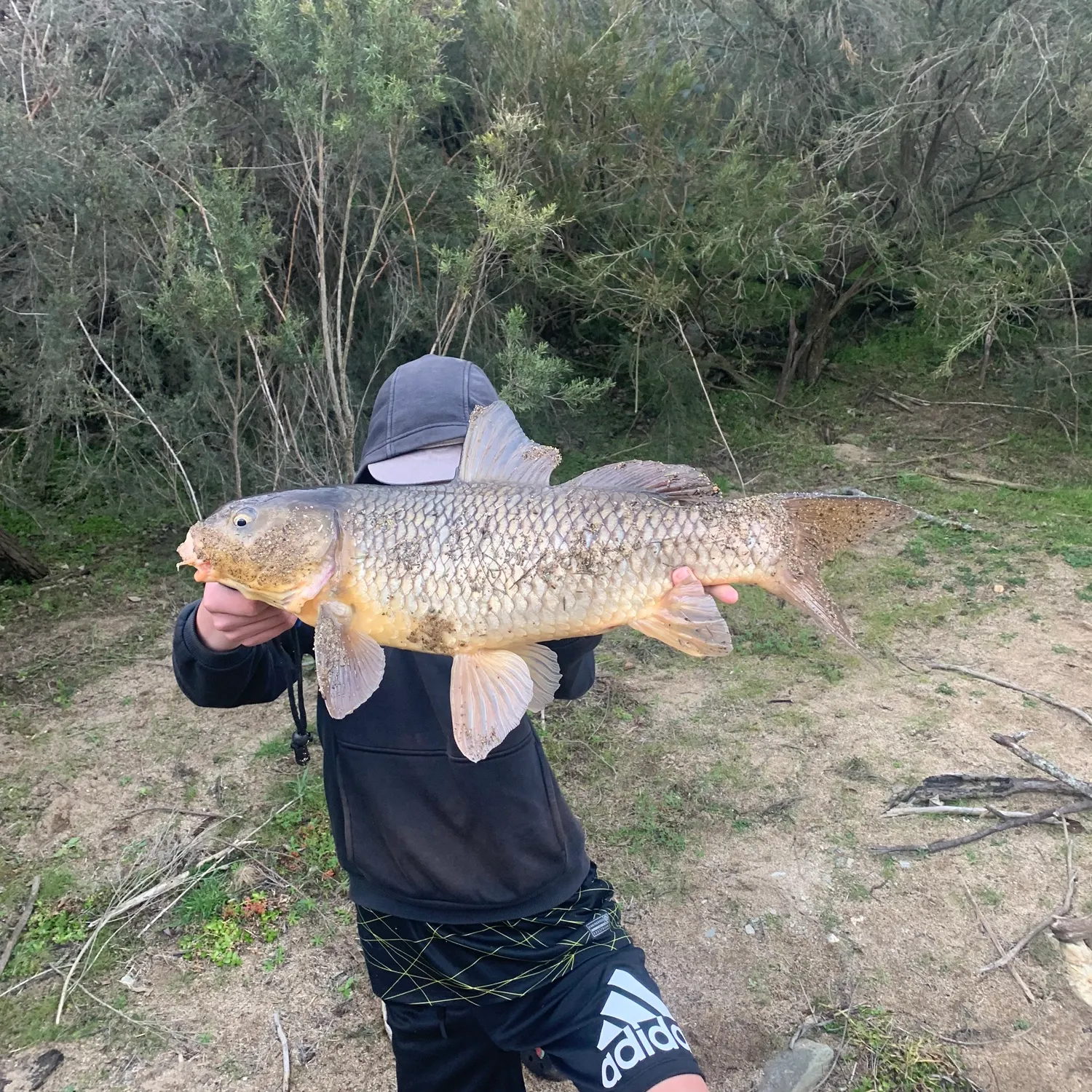 Common carp caught on Fishbrain