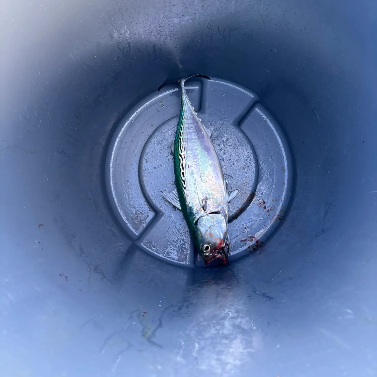 The most recent Little tunny catches on Fishbrain