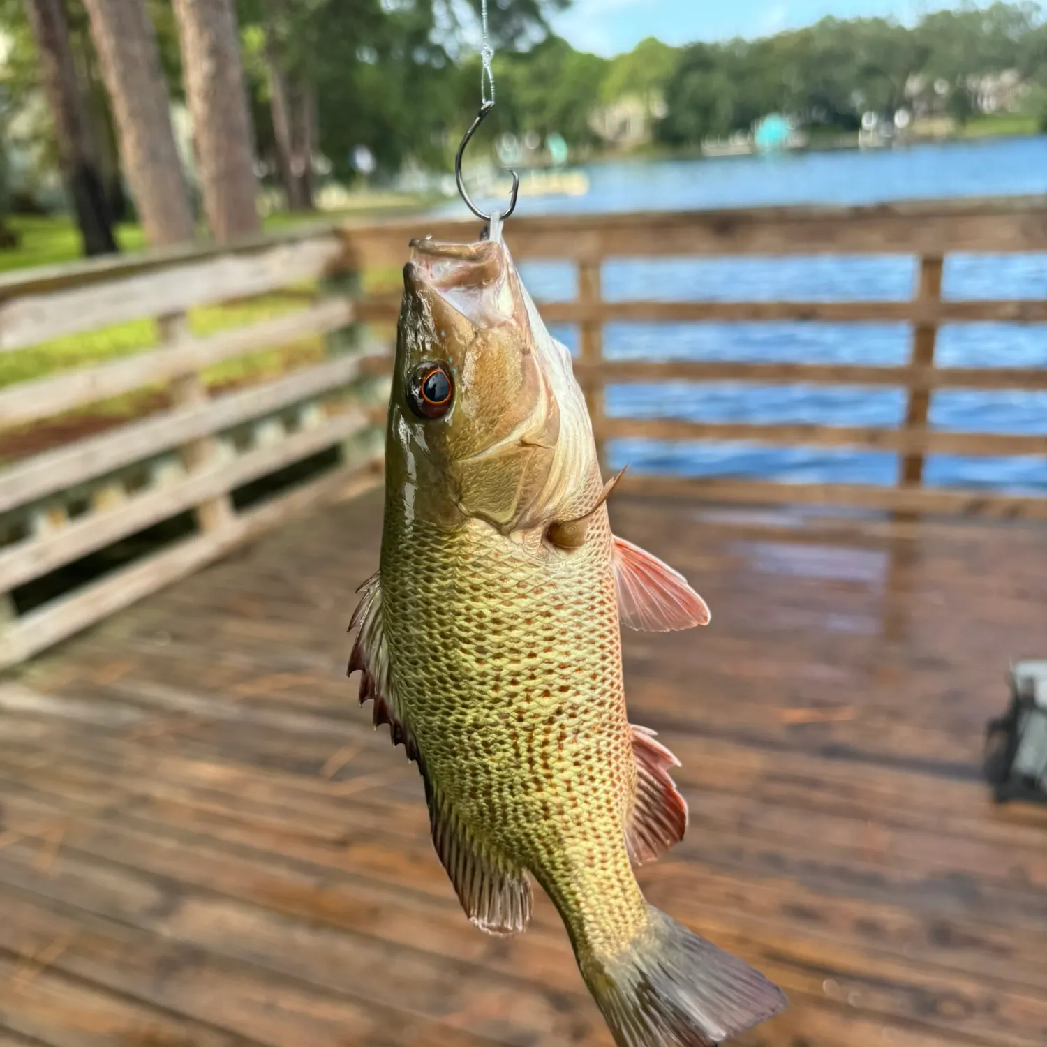 Mangrove snapper caught on Fishbrain