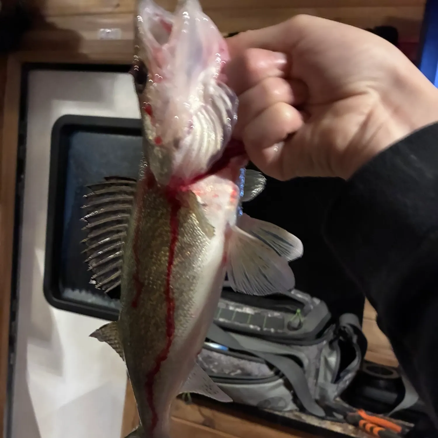 The most recent Walleye catches on Fishbrain