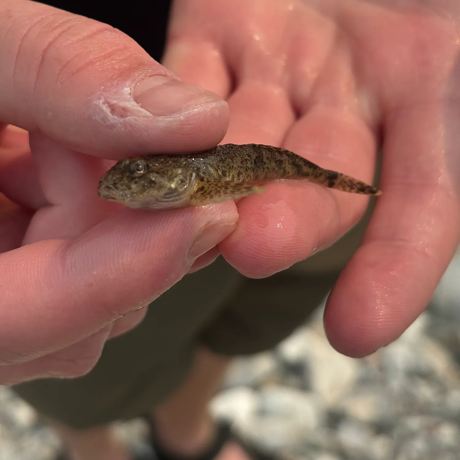 The most recent Burbot catches on Fishbrain