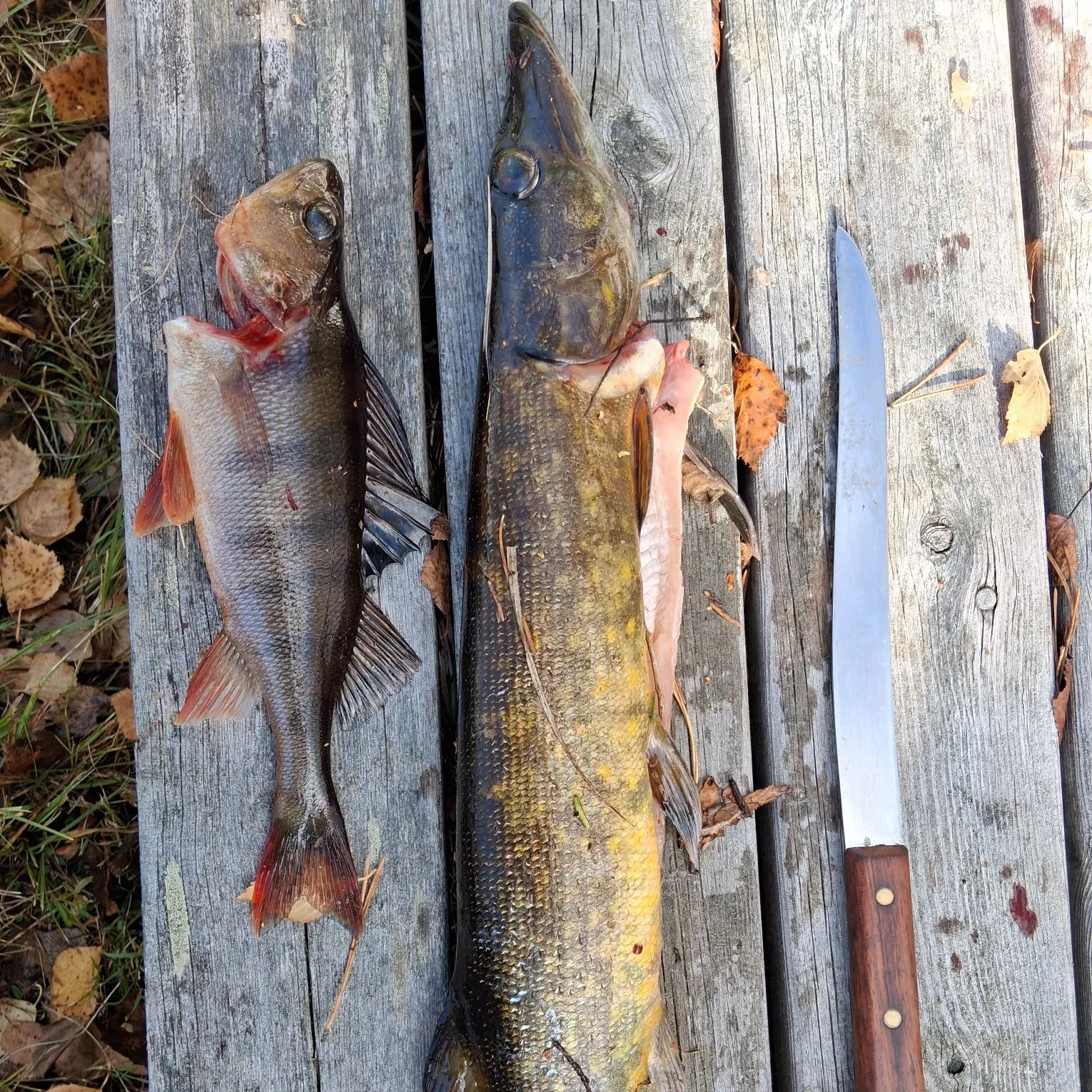 recently logged catches