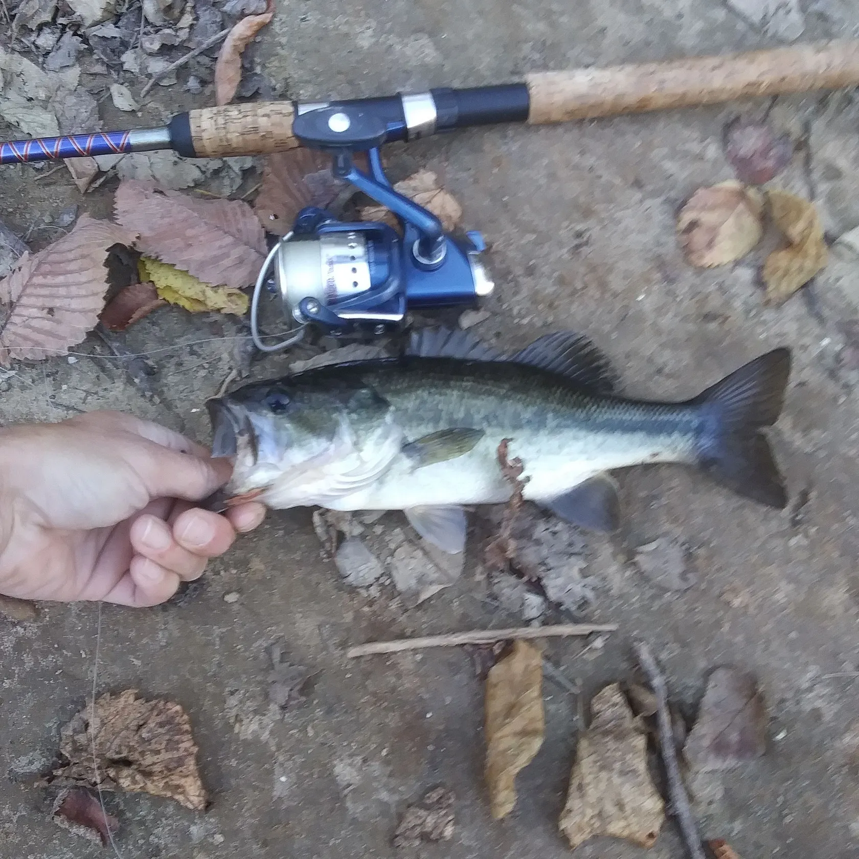 Largemouth bass caught on Fishbrain