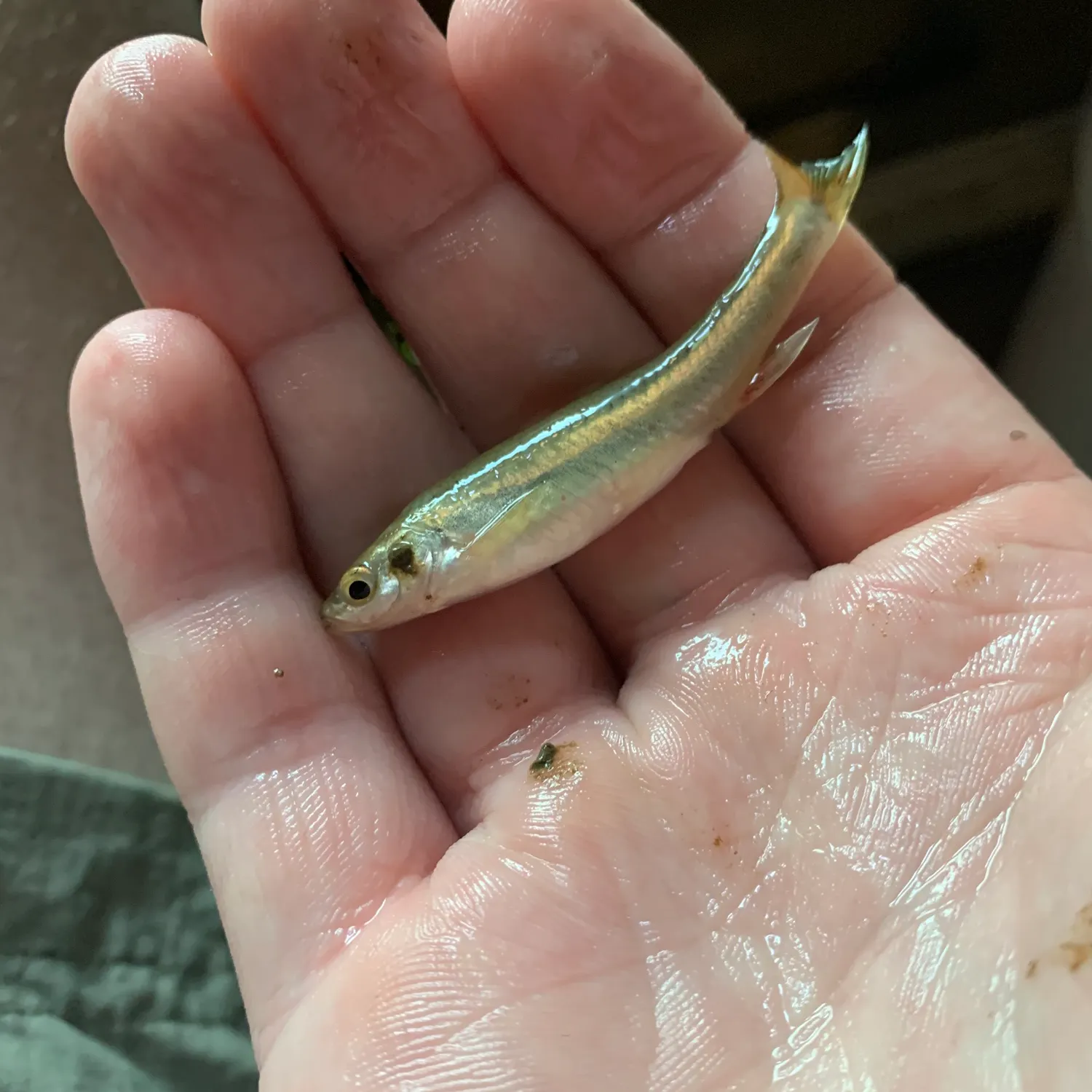 The most recent Silverjaw minnow catches on Fishbrain