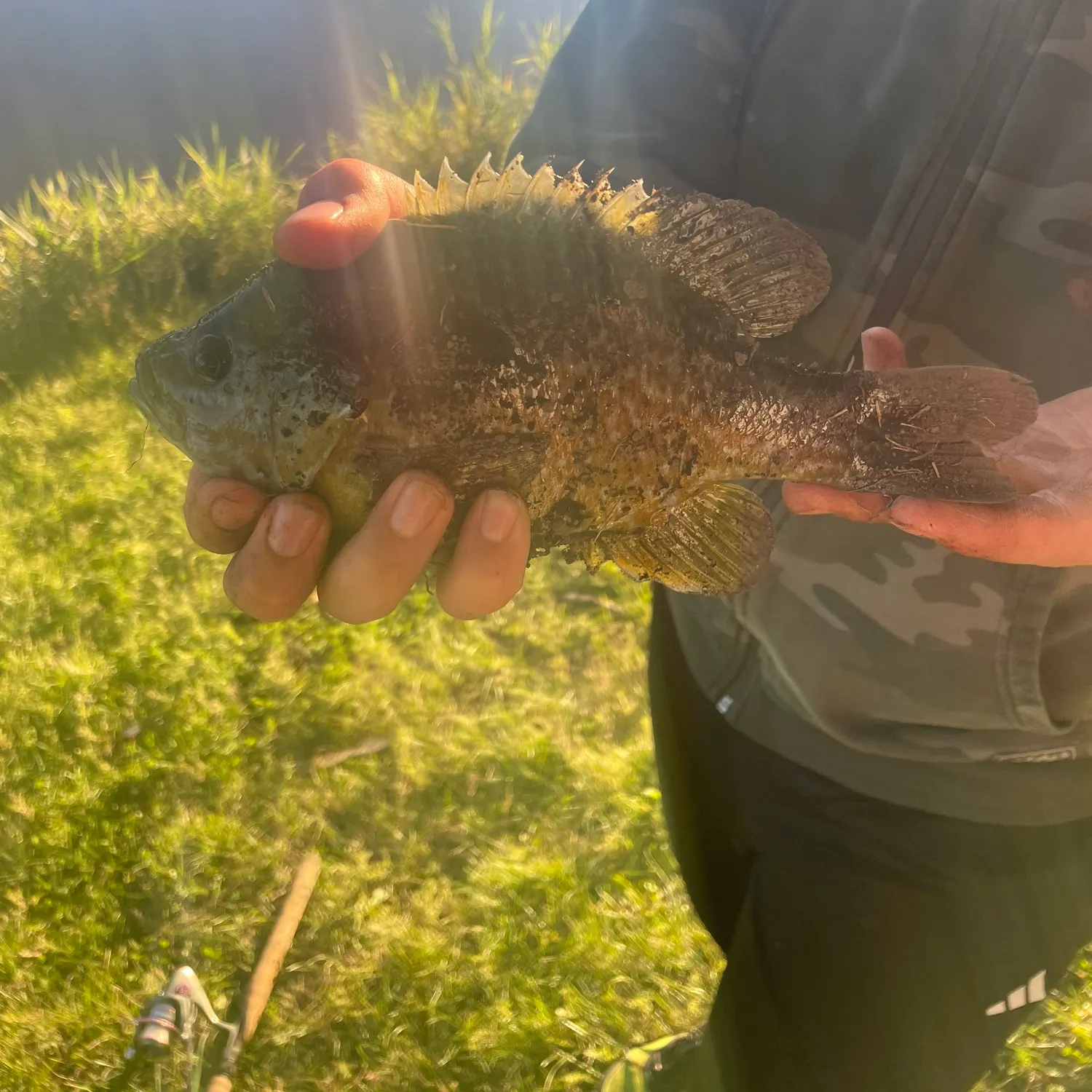 Bluegill caught on Fishbrain