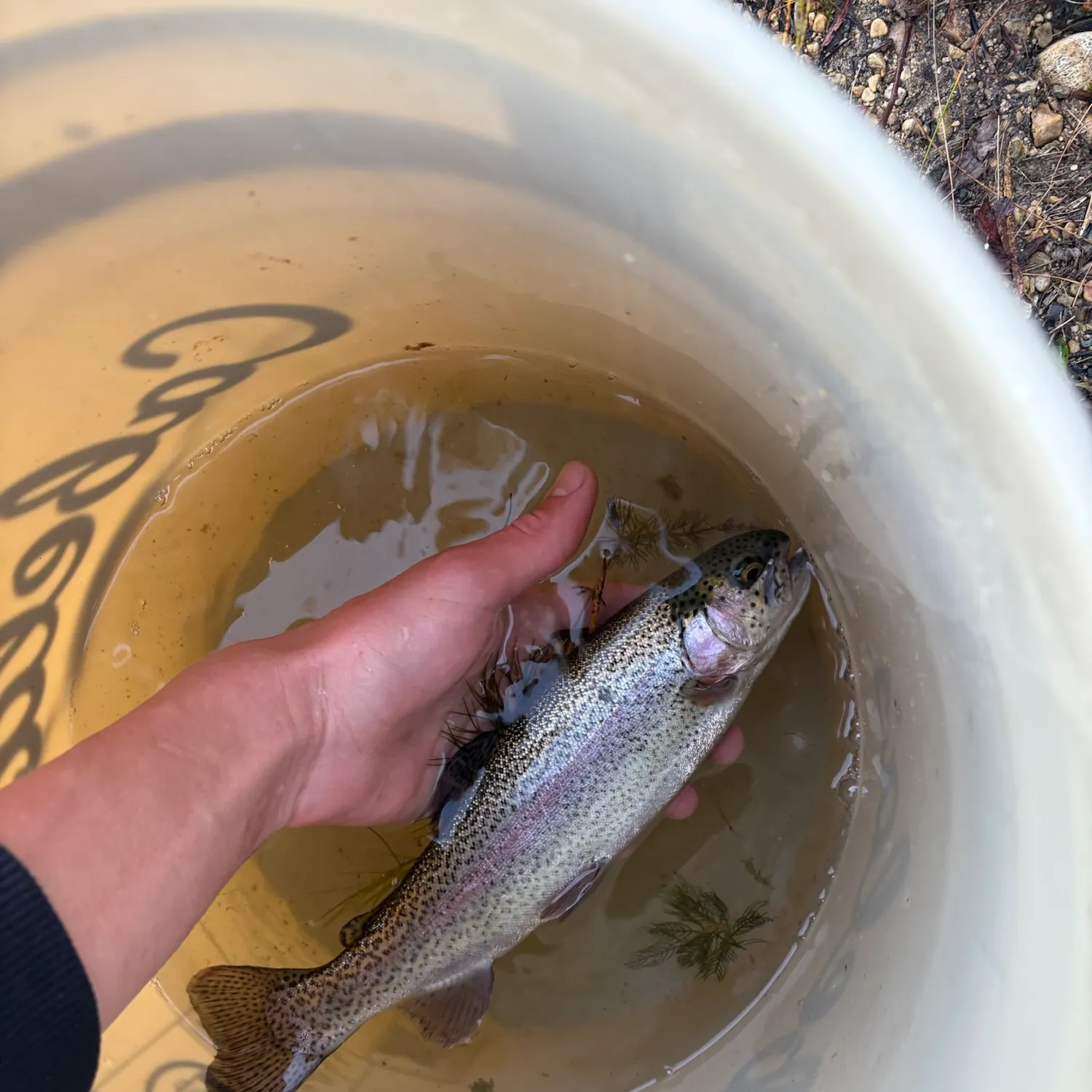 Rainbow trout caught on Fishbrain