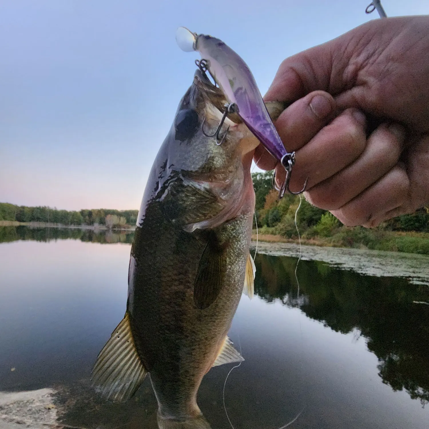 Largemouth bass caught on Fishbrain