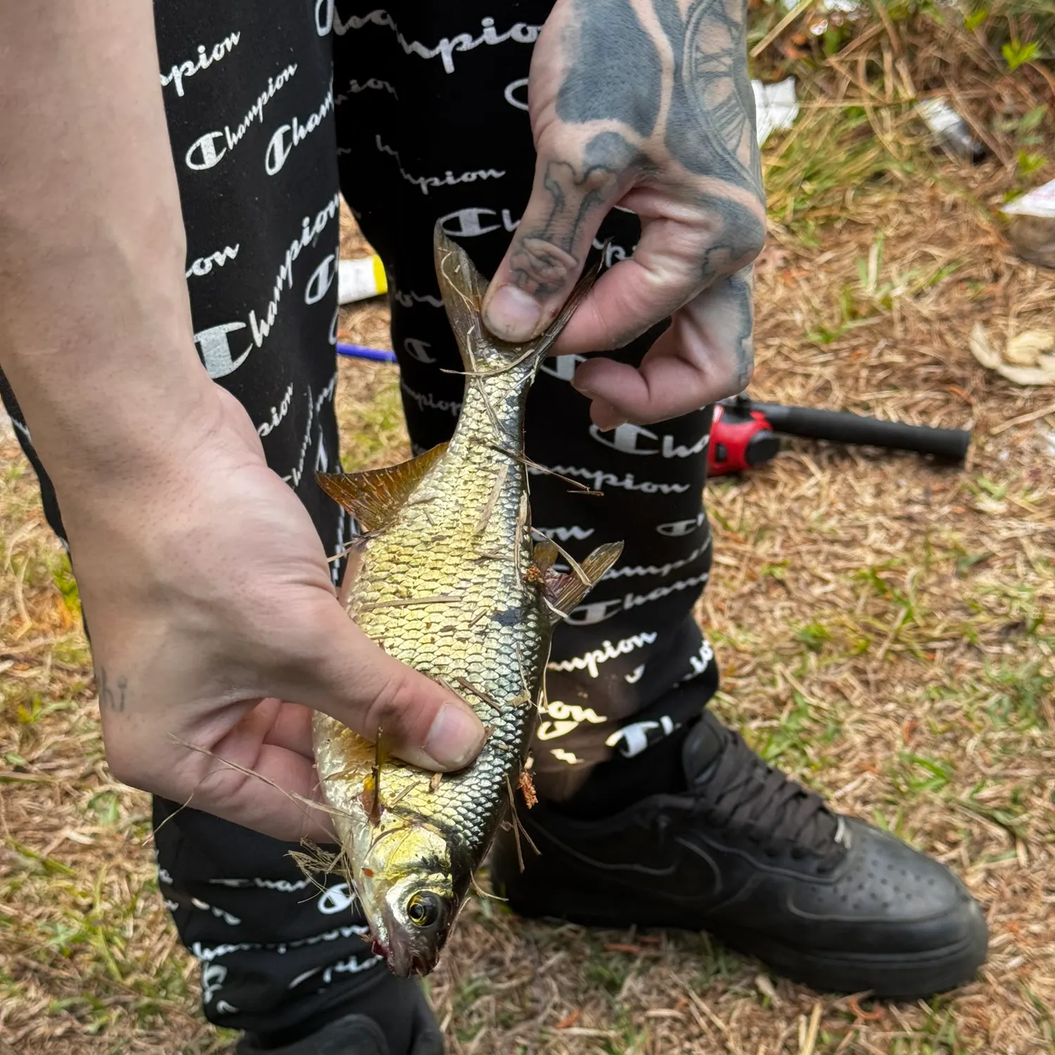 The most recent Shiner perch catches on Fishbrain