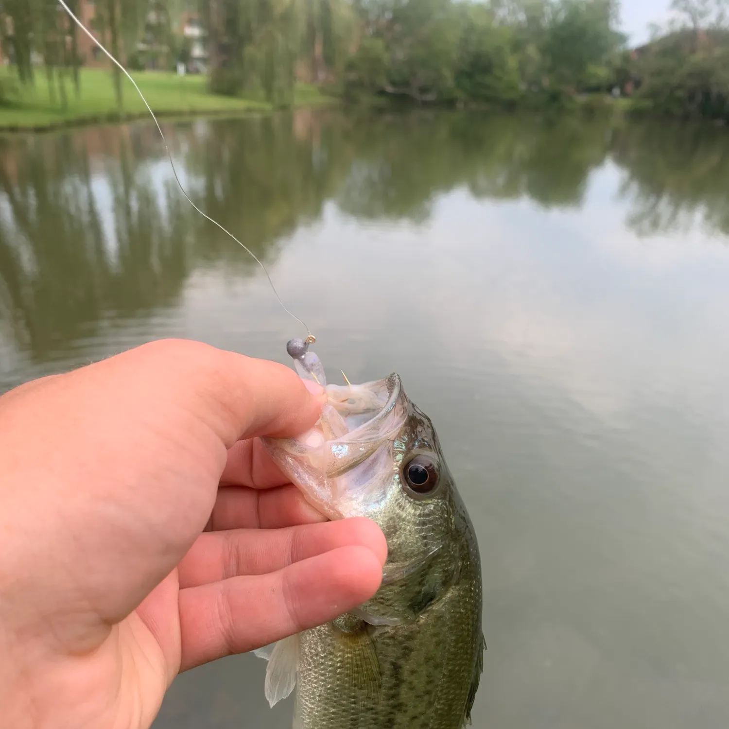 Largemouth bass caught on Fishbrain