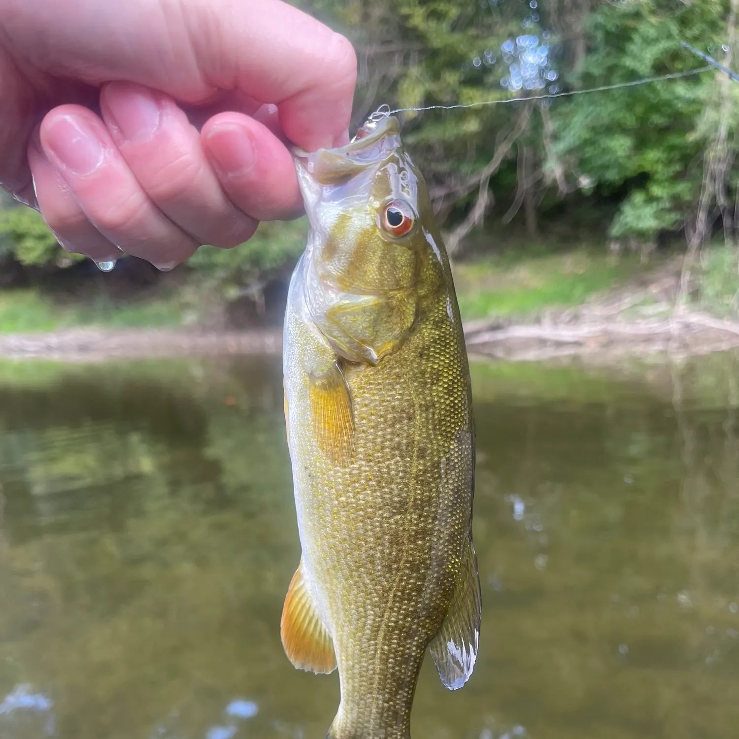 Smallmouth bass caught on Fishbrain