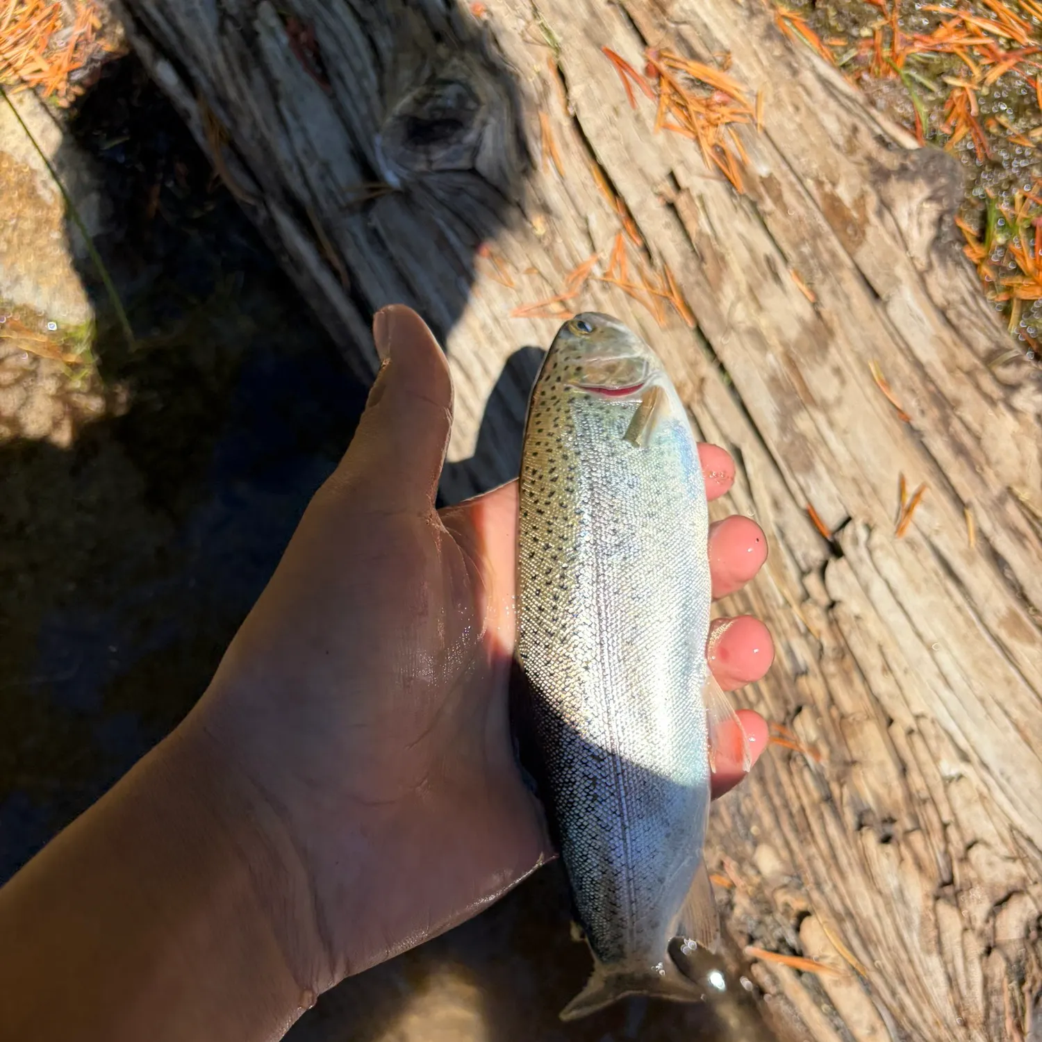 Rainbow trout caught on Fishbrain