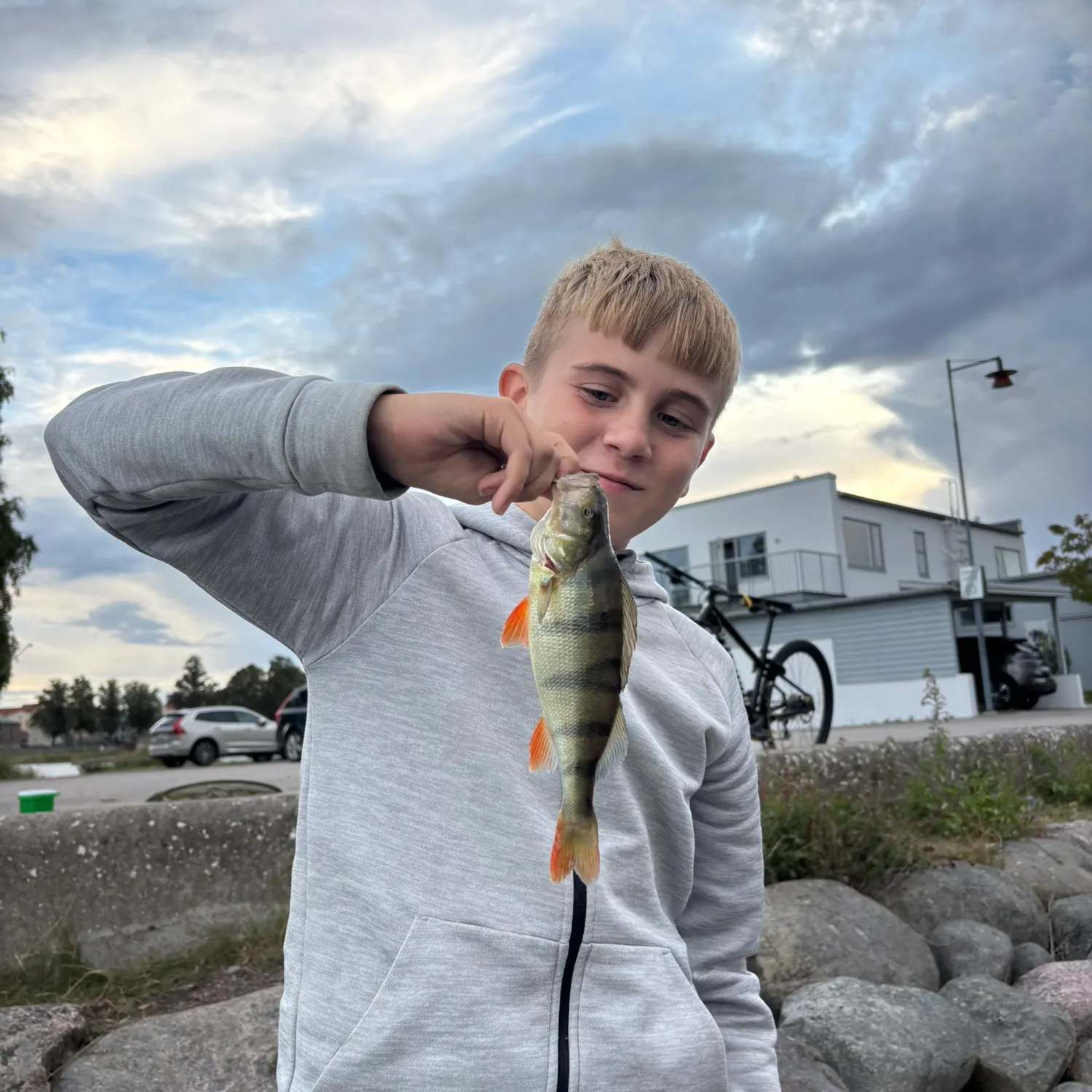European perch caught on Fishbrain