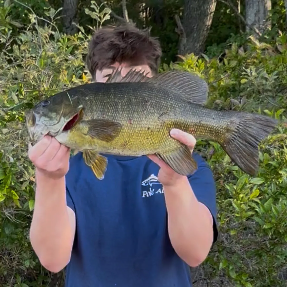 Smallmouth bass caught on Fishbrain