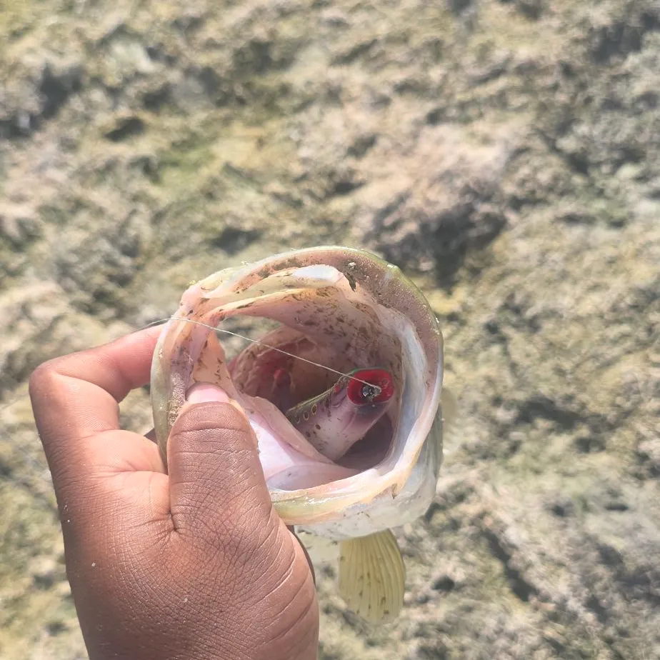 American eel caught on Fishbrain