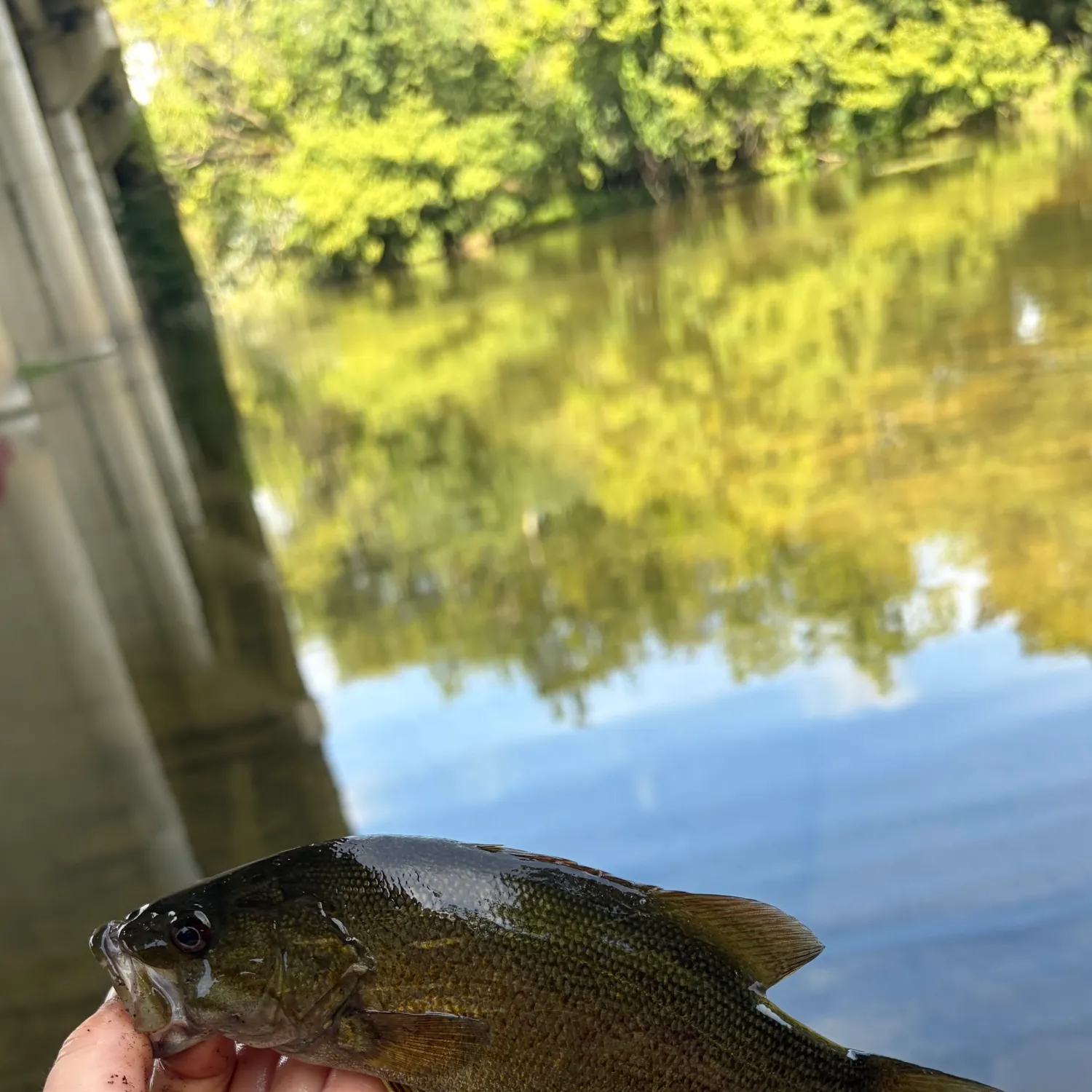 Smallmouth bass caught on Fishbrain