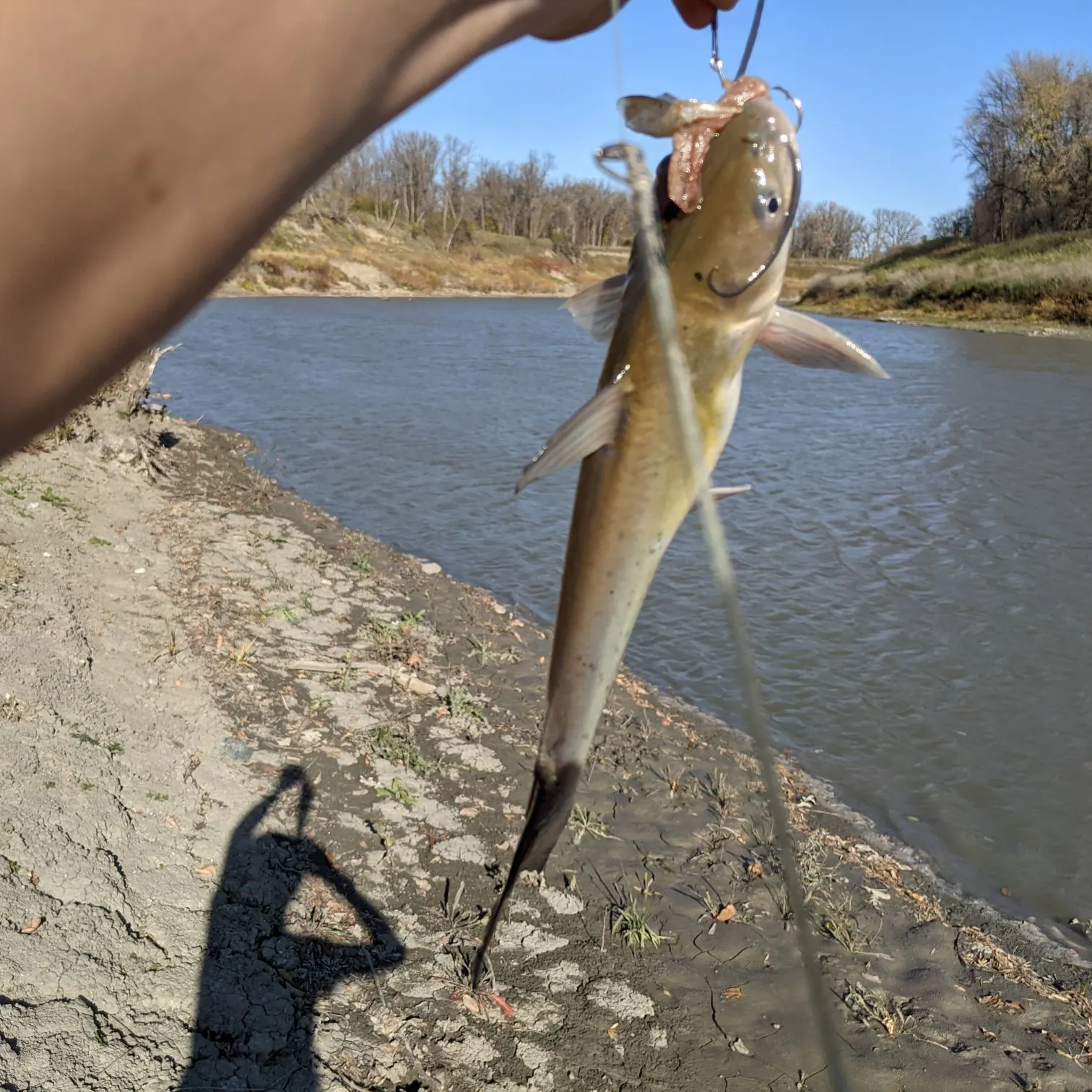 Channel catfish caught on Fishbrain