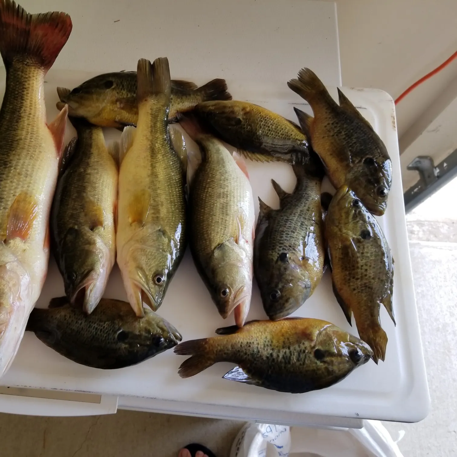 recently logged catches