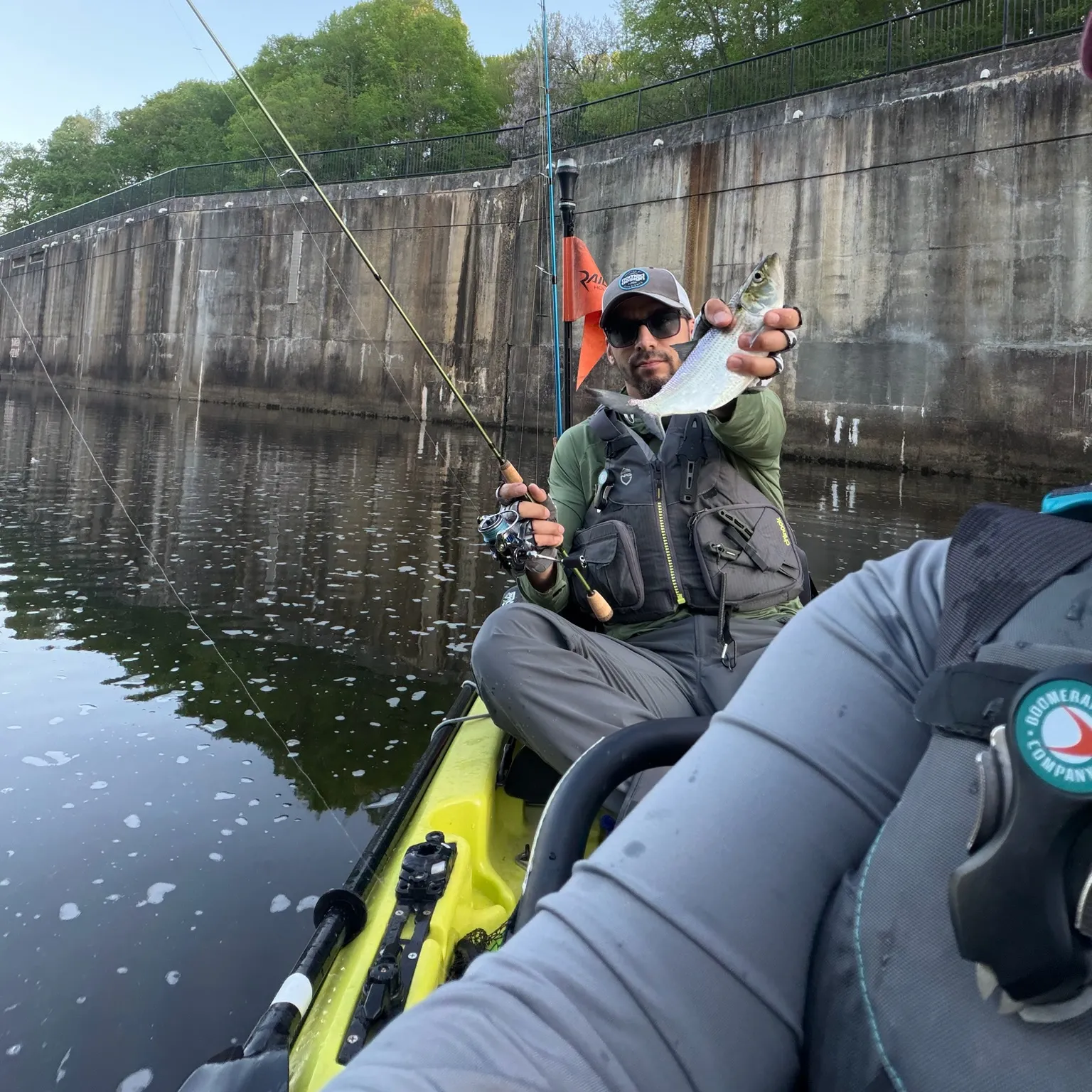 The most recent Hickory shad catches on Fishbrain