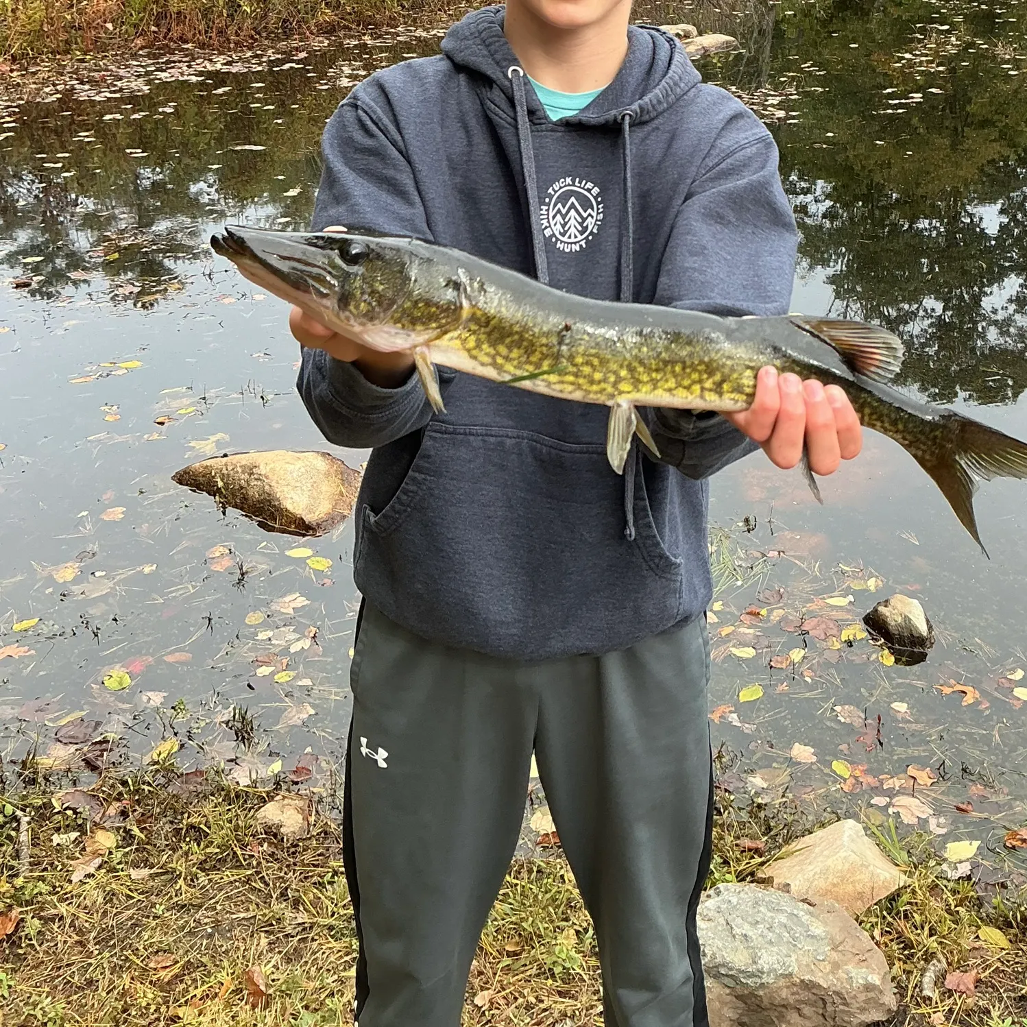 Chain pickerel caught on Fishbrain