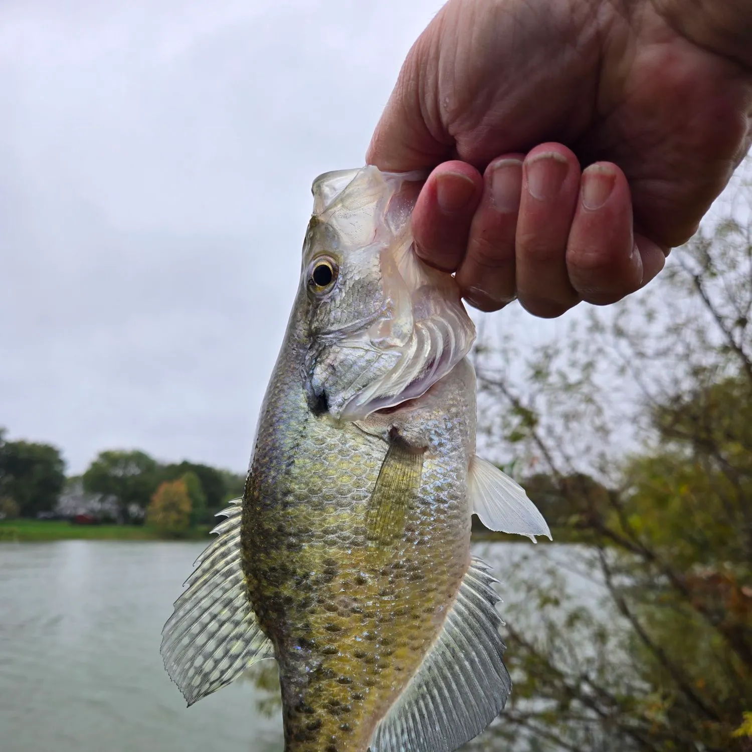White crappie caught on Fishbrain