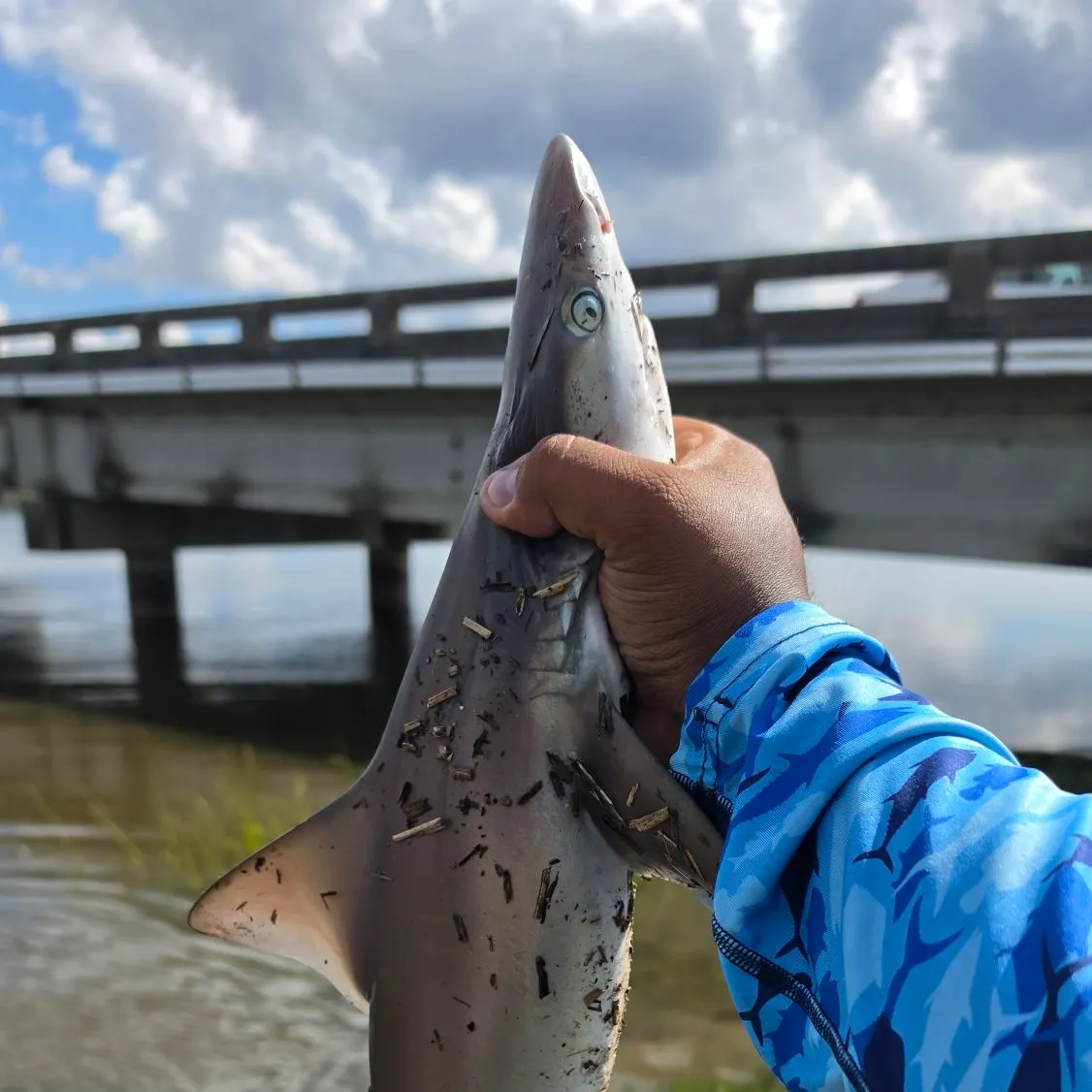 Atlantic sharpnose shark caught on Fishbrain