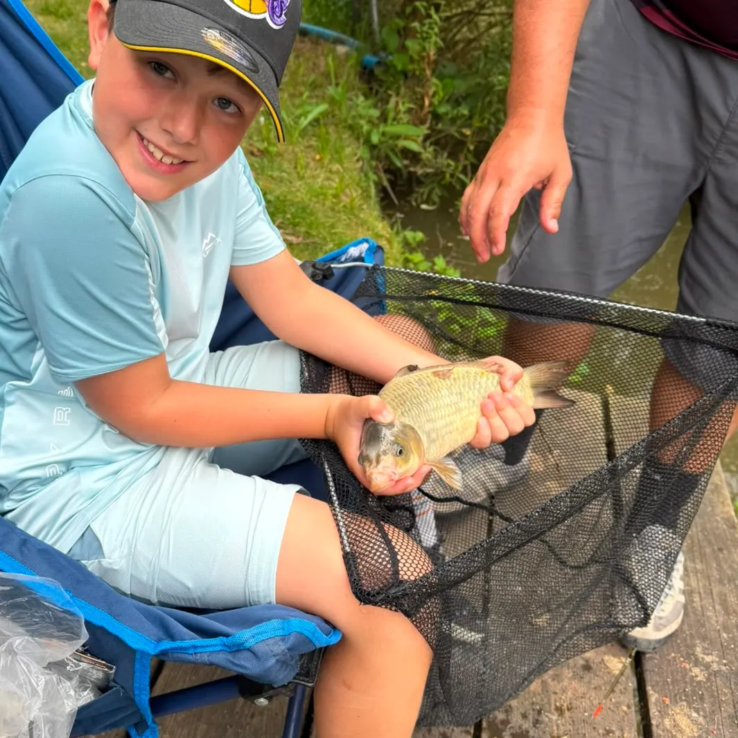 The most recent Ghost carp catches on Fishbrain