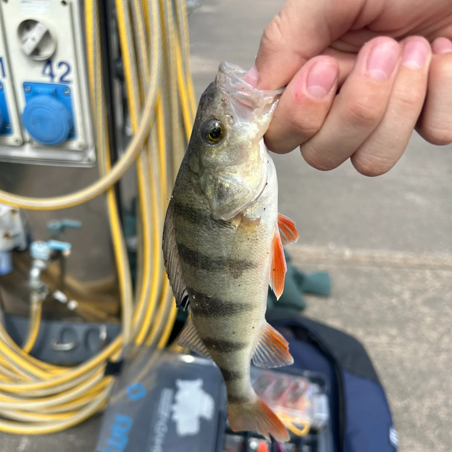 catch