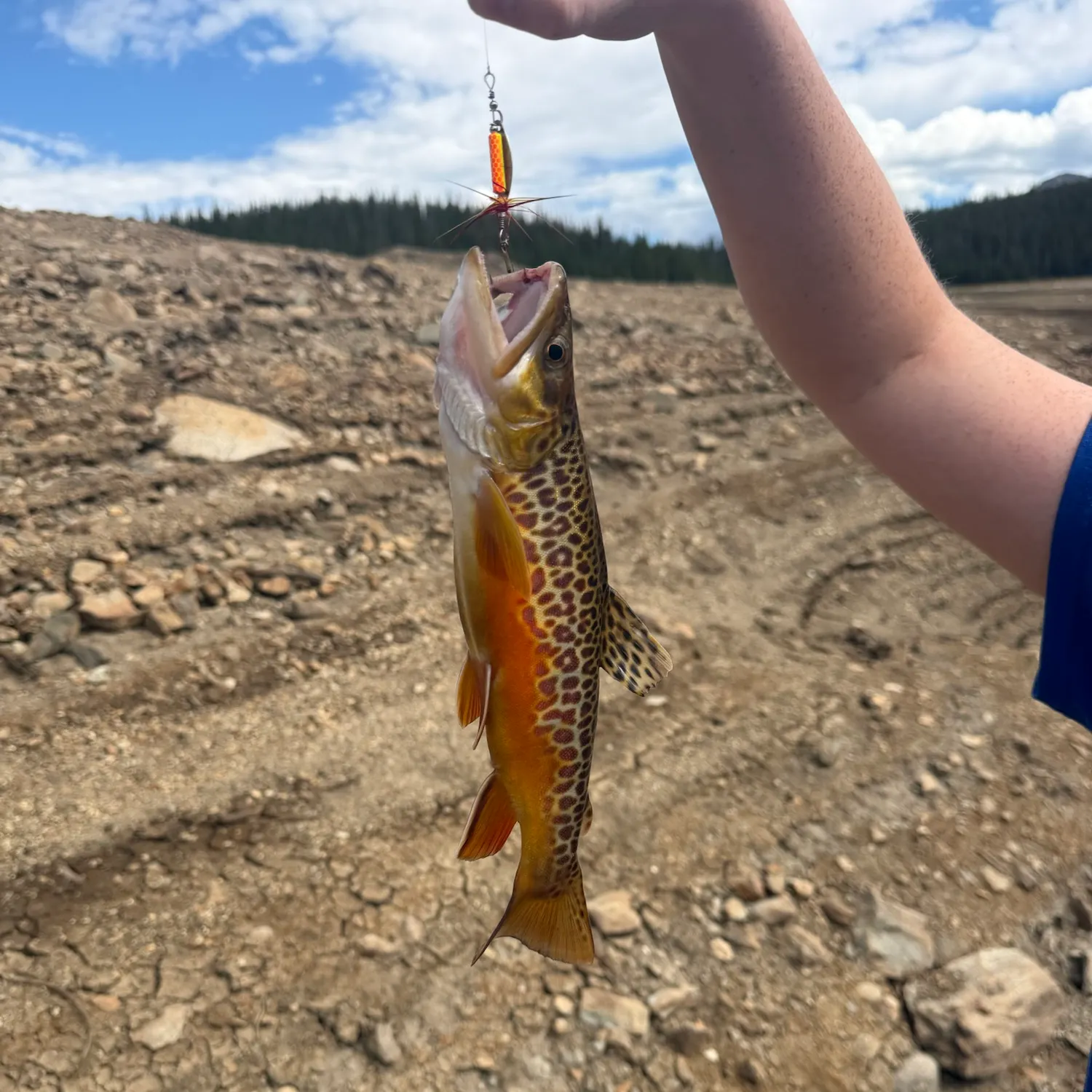 Tiger trout caught on Fishbrain