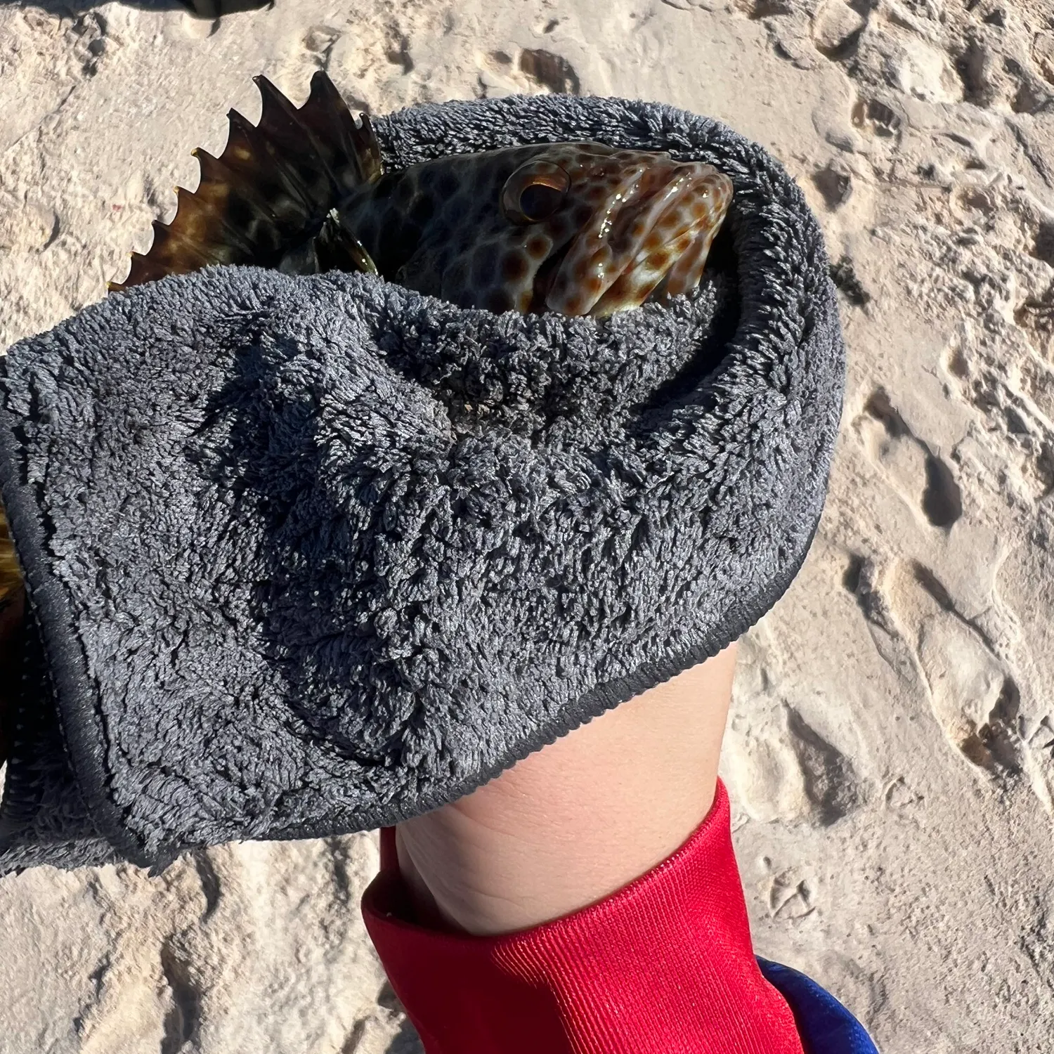 The most recent Greasy grouper catches on Fishbrain