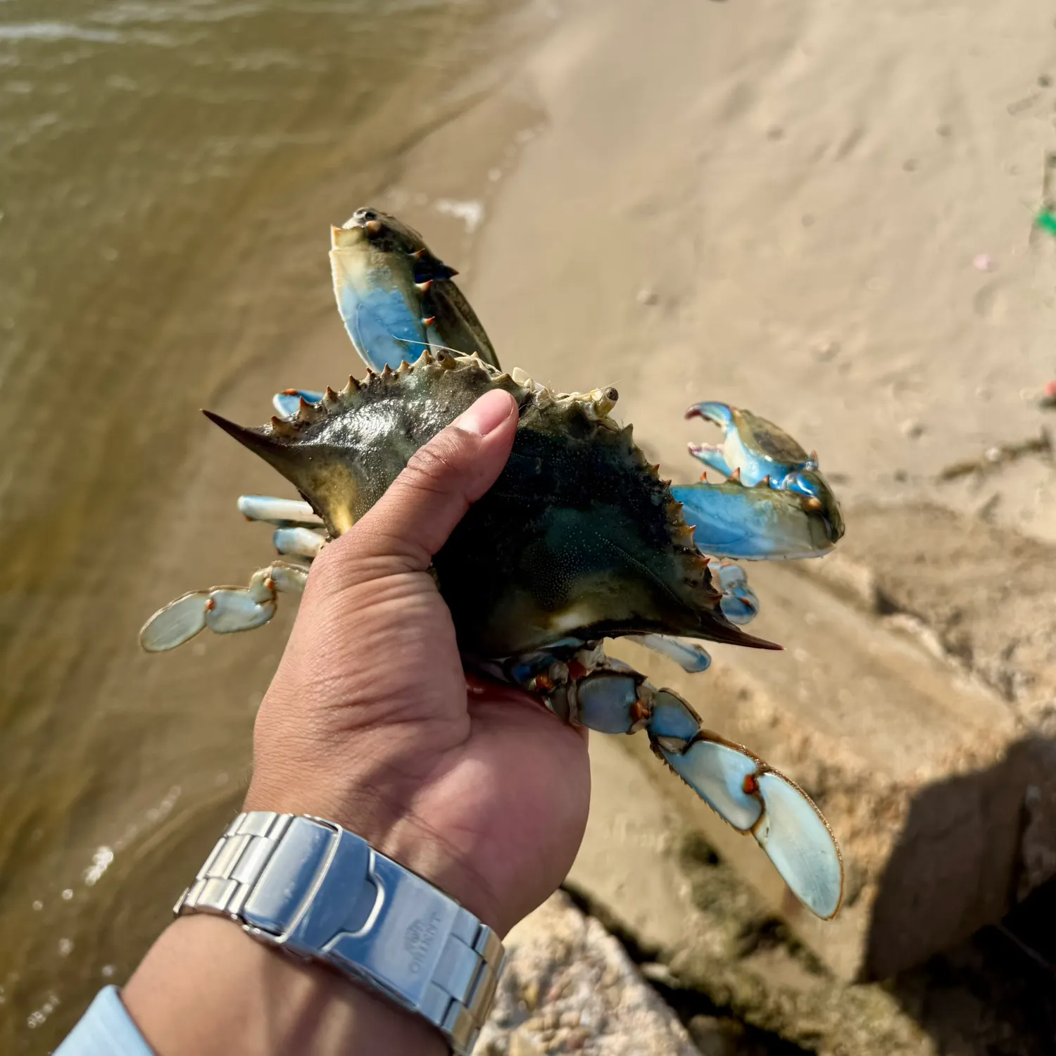 The most recent Blue crab catches on Fishbrain