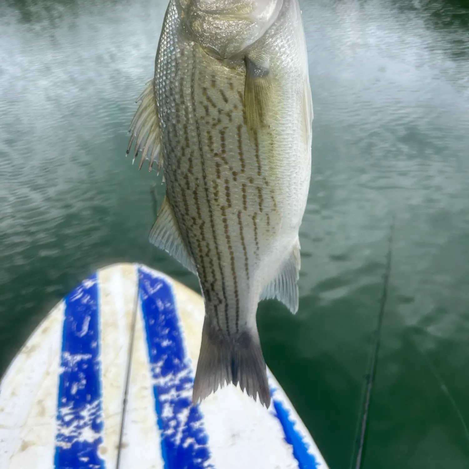 Wiper caught on Fishbrain