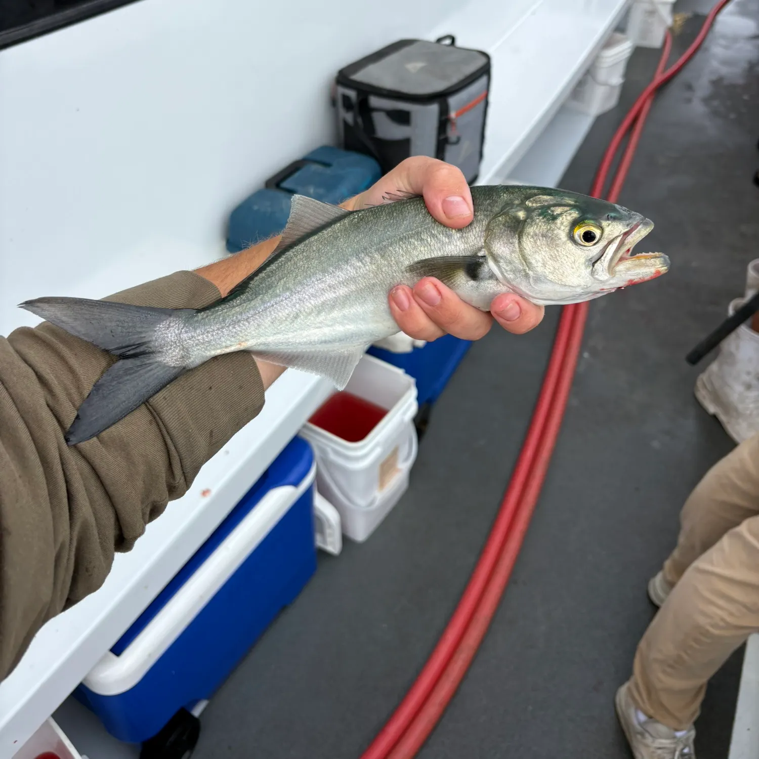 Bluefish caught on Fishbrain